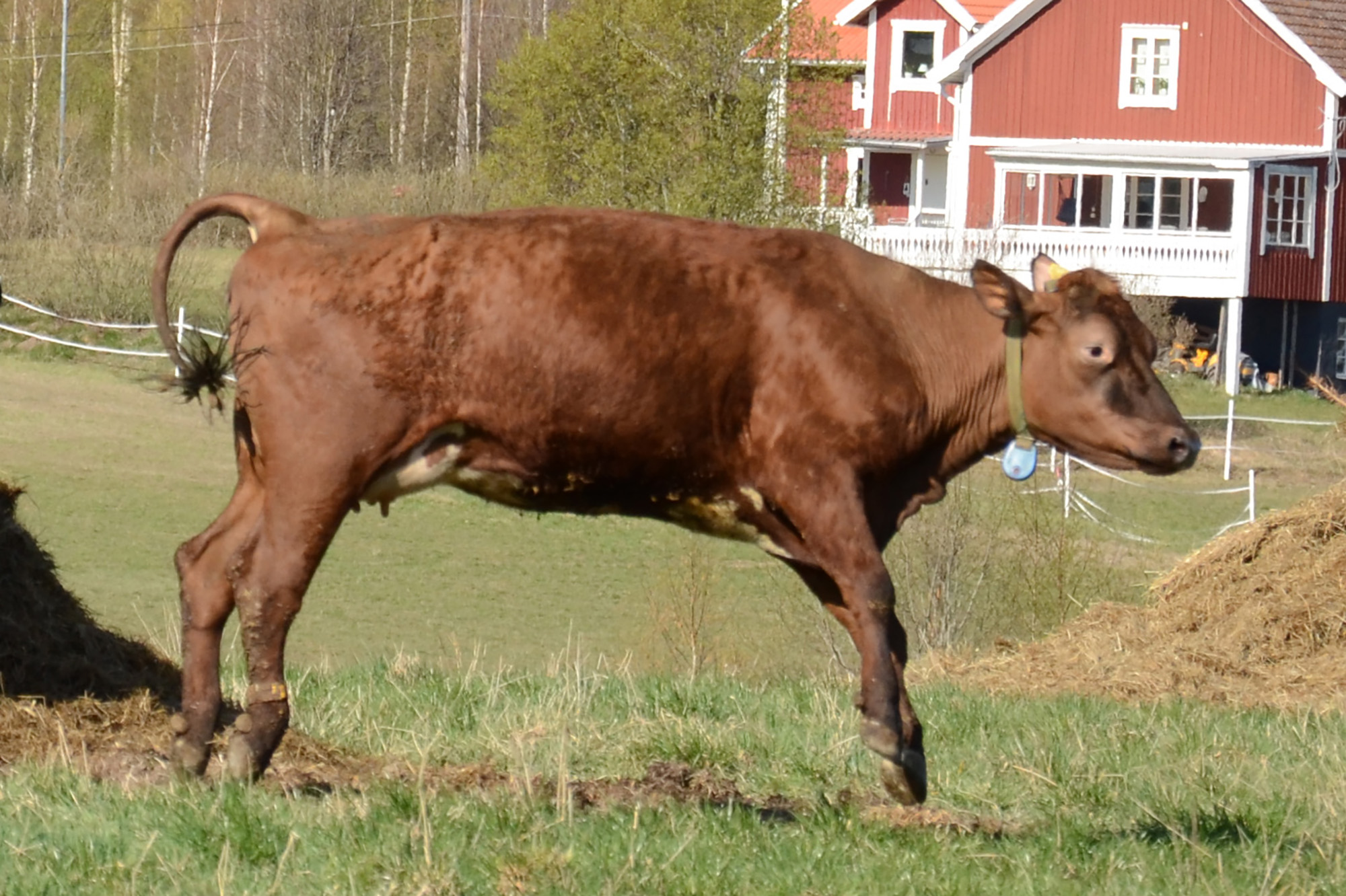 Röste.nu – Röstebilder – 140 kor mötte friheten i Holmo 2014