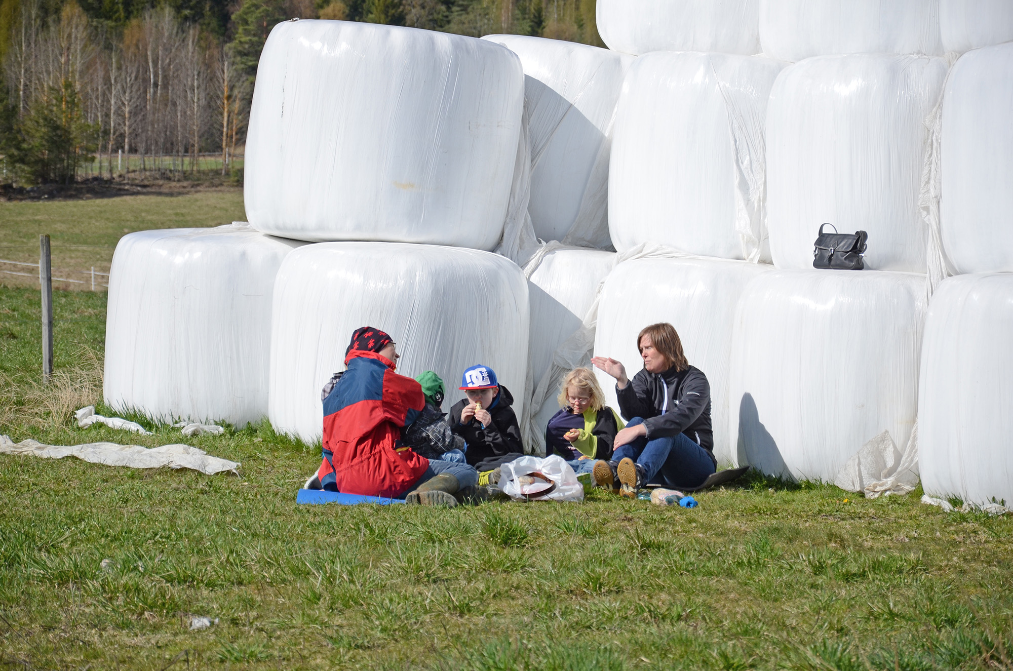 Röste.nu – Röstebilder – 140 kor mötte friheten i Holmo 2014