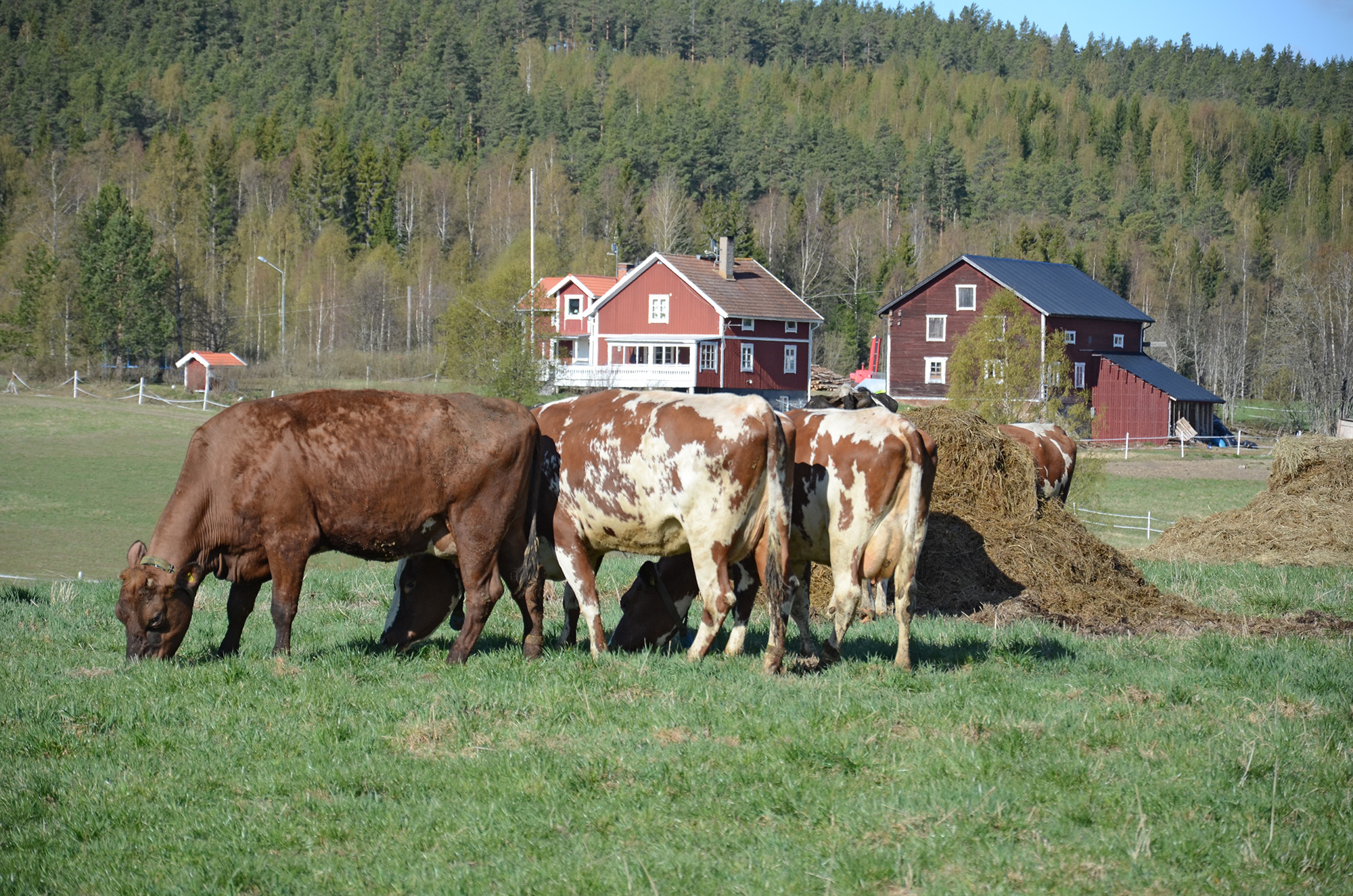 Röste.nu – Röstebilder – 140 kor mötte friheten i Holmo 2014