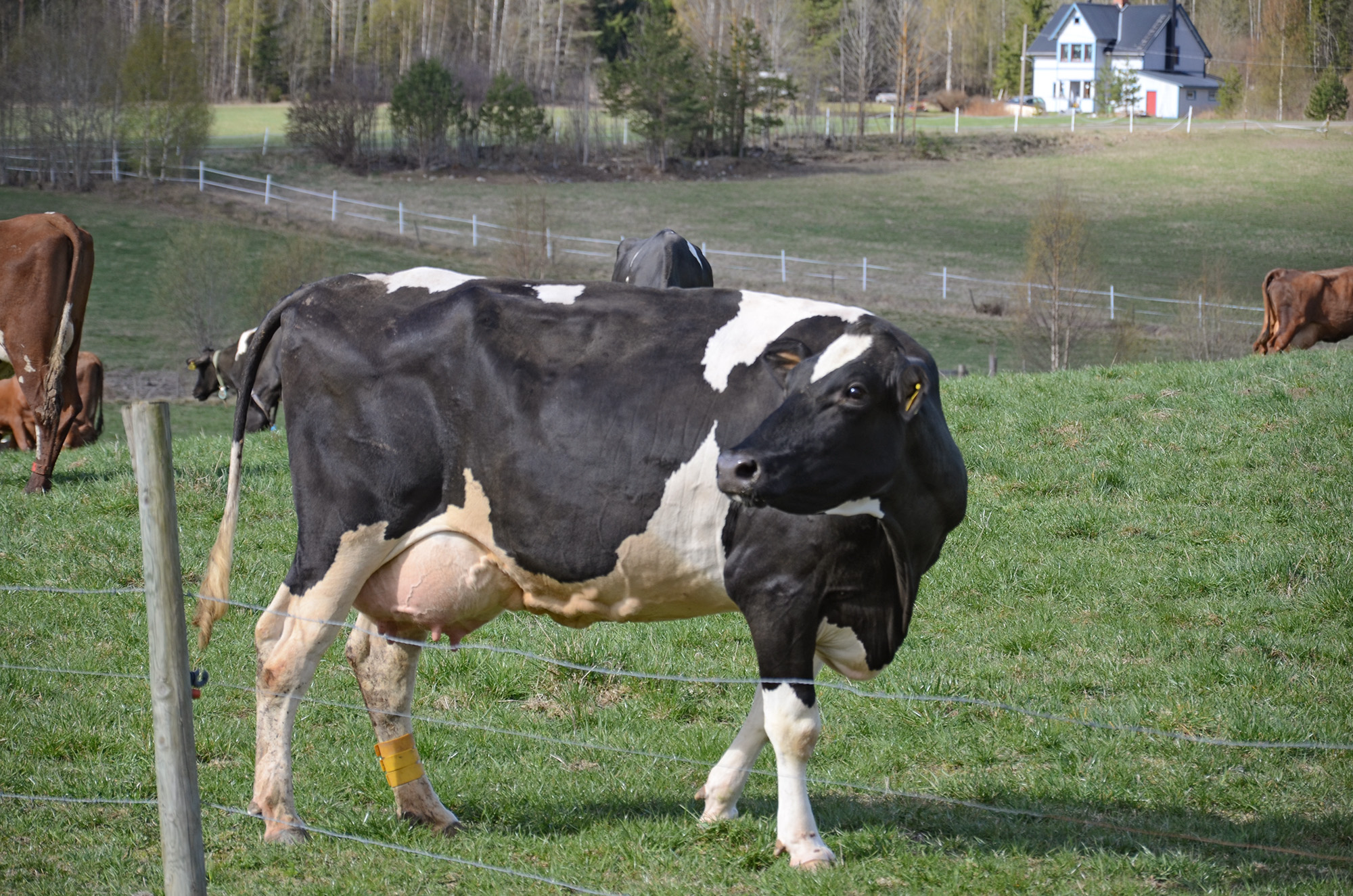 Röste.nu – Röstebilder – 140 kor mötte friheten i Holmo 2014