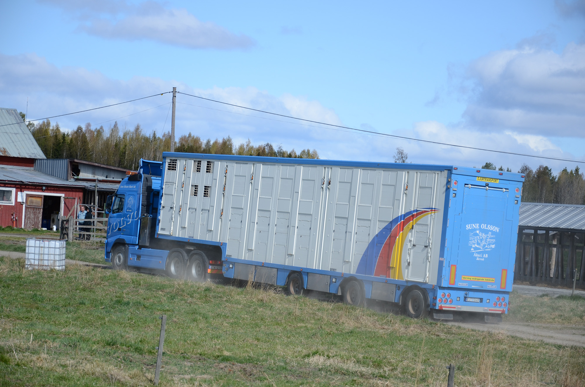 Röste.nu – Röstebilder – 140 kor mötte friheten i Holmo 2014