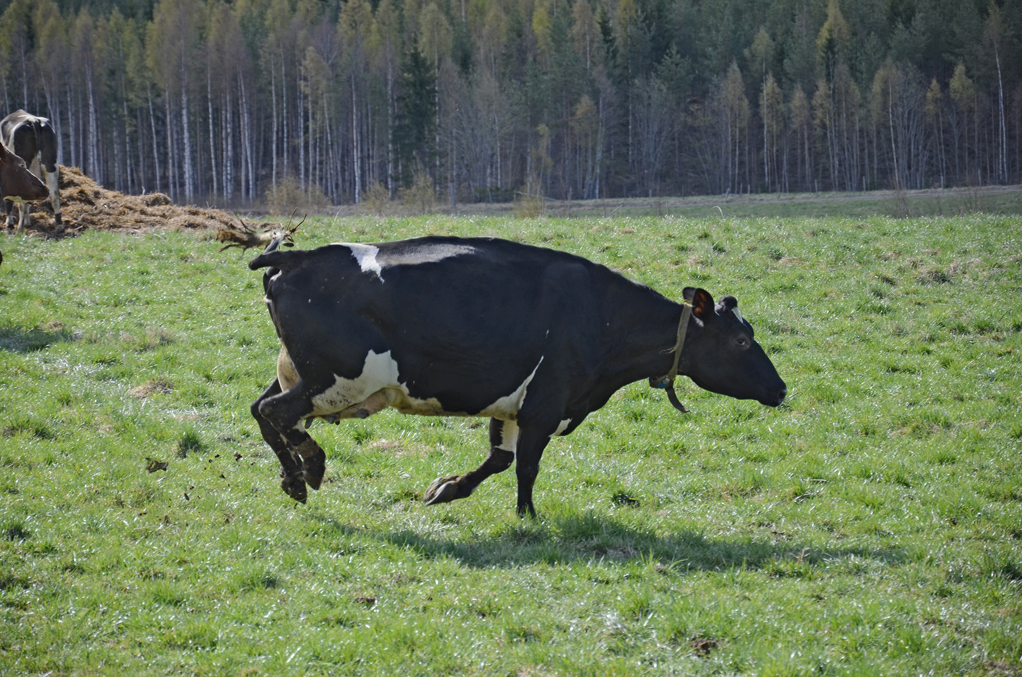 Röste.nu – Röstebilder – 140 kor mötte friheten i Holmo 2014