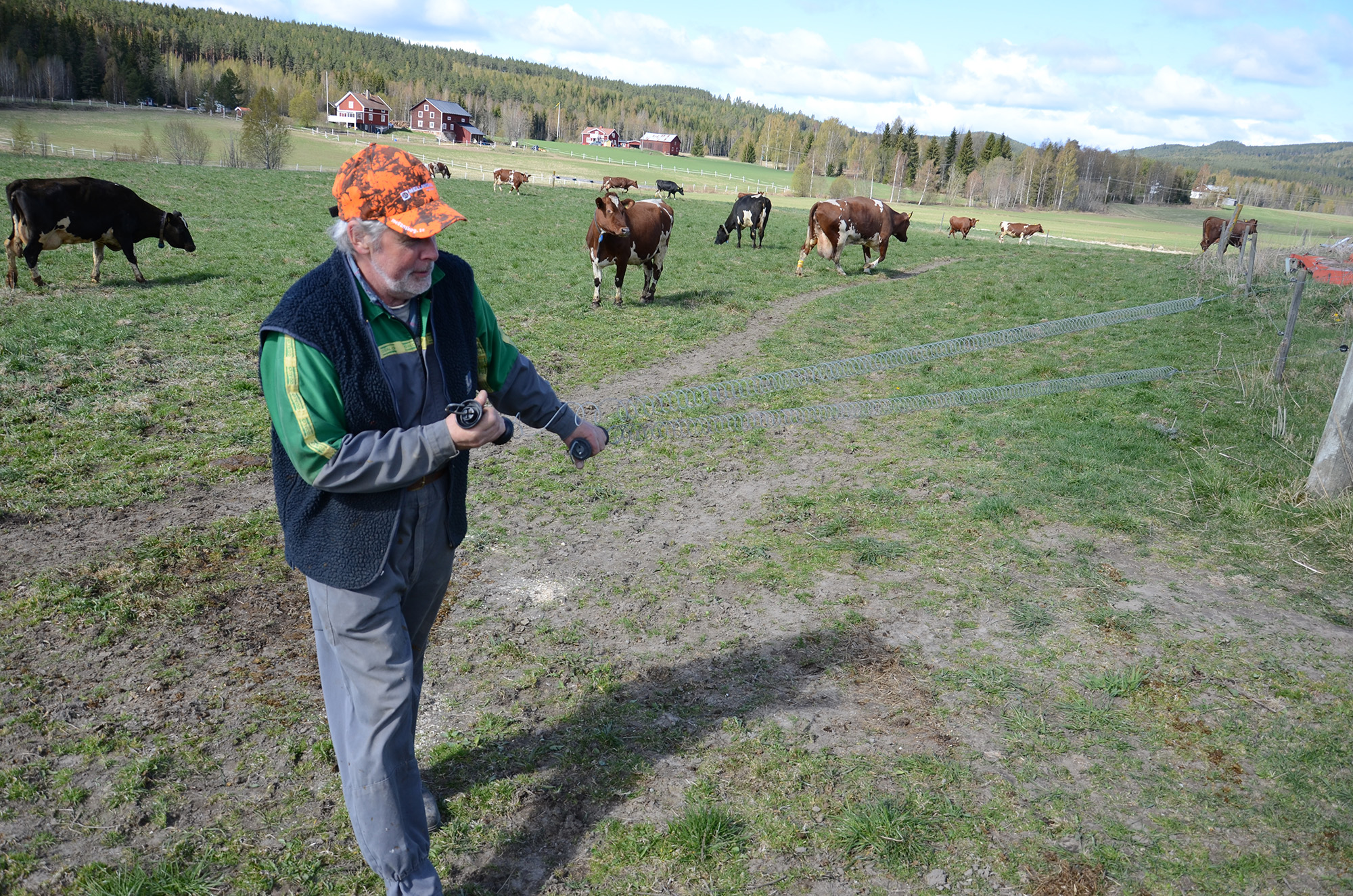 Röste.nu – Röstebilder – 140 kor mötte friheten i Holmo 2014