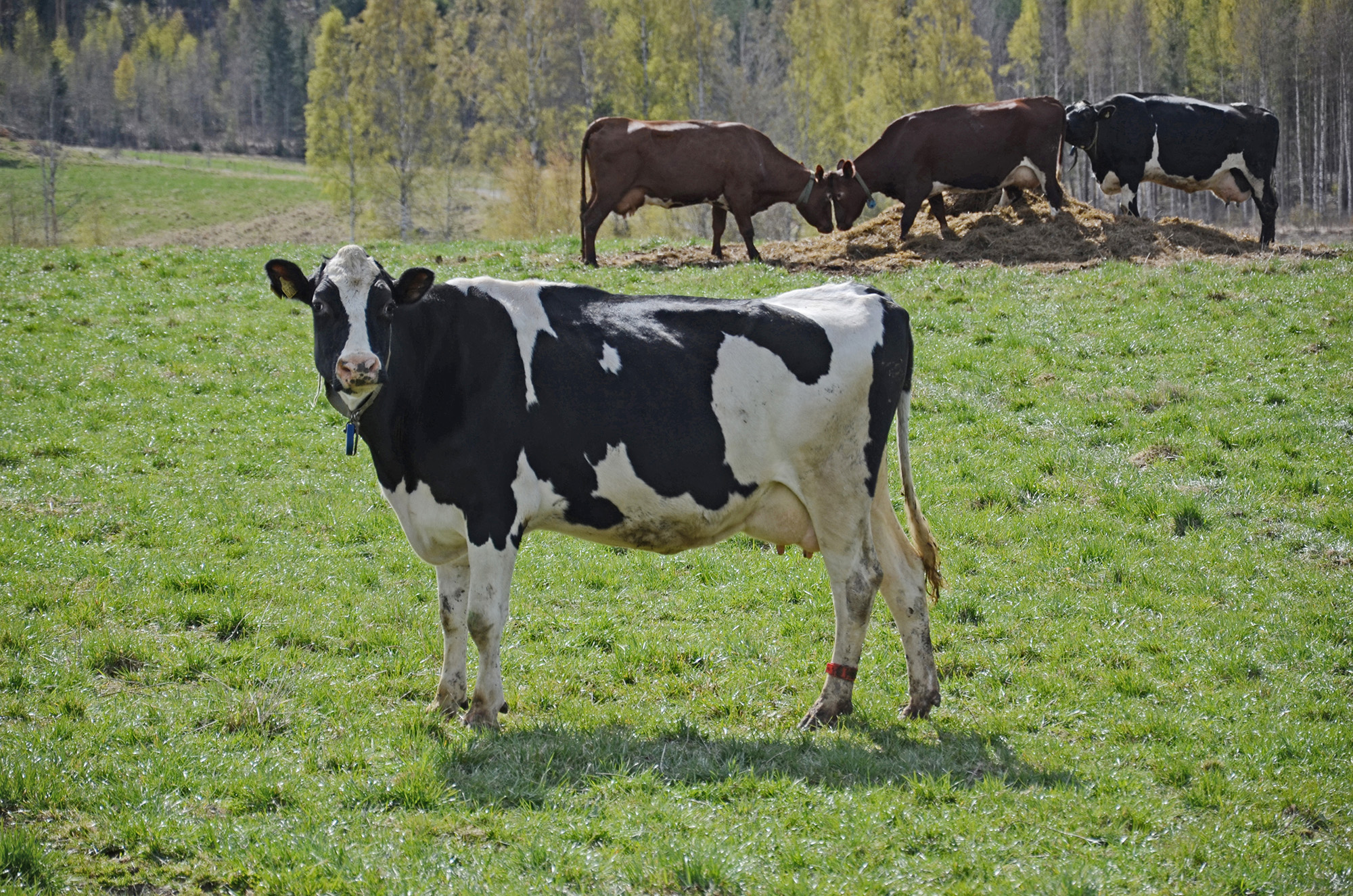 Röste.nu – Röstebilder – 140 kor mötte friheten i Holmo 2014
