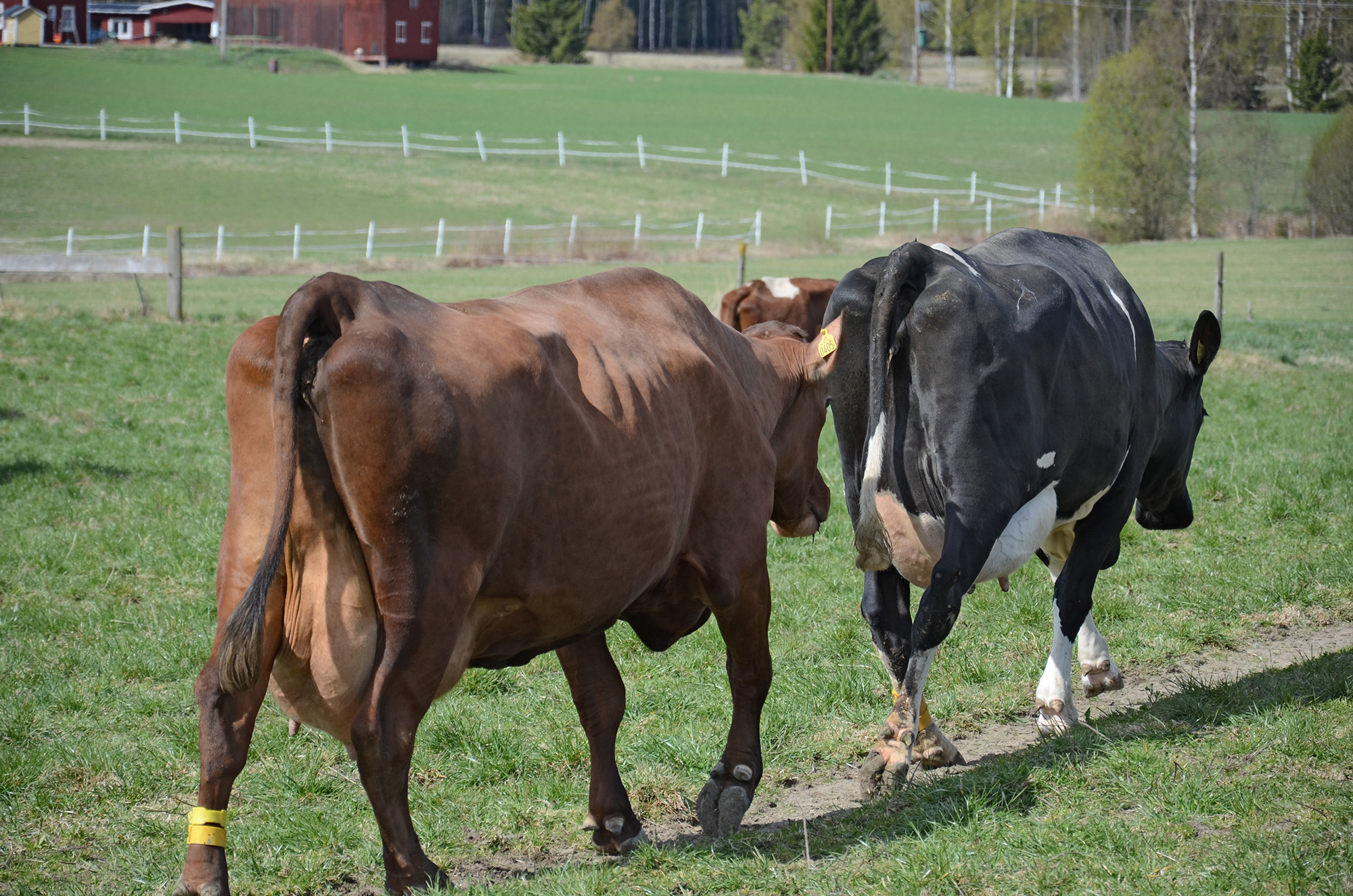Röste.nu – Röstebilder – 140 kor mötte friheten i Holmo 2014
