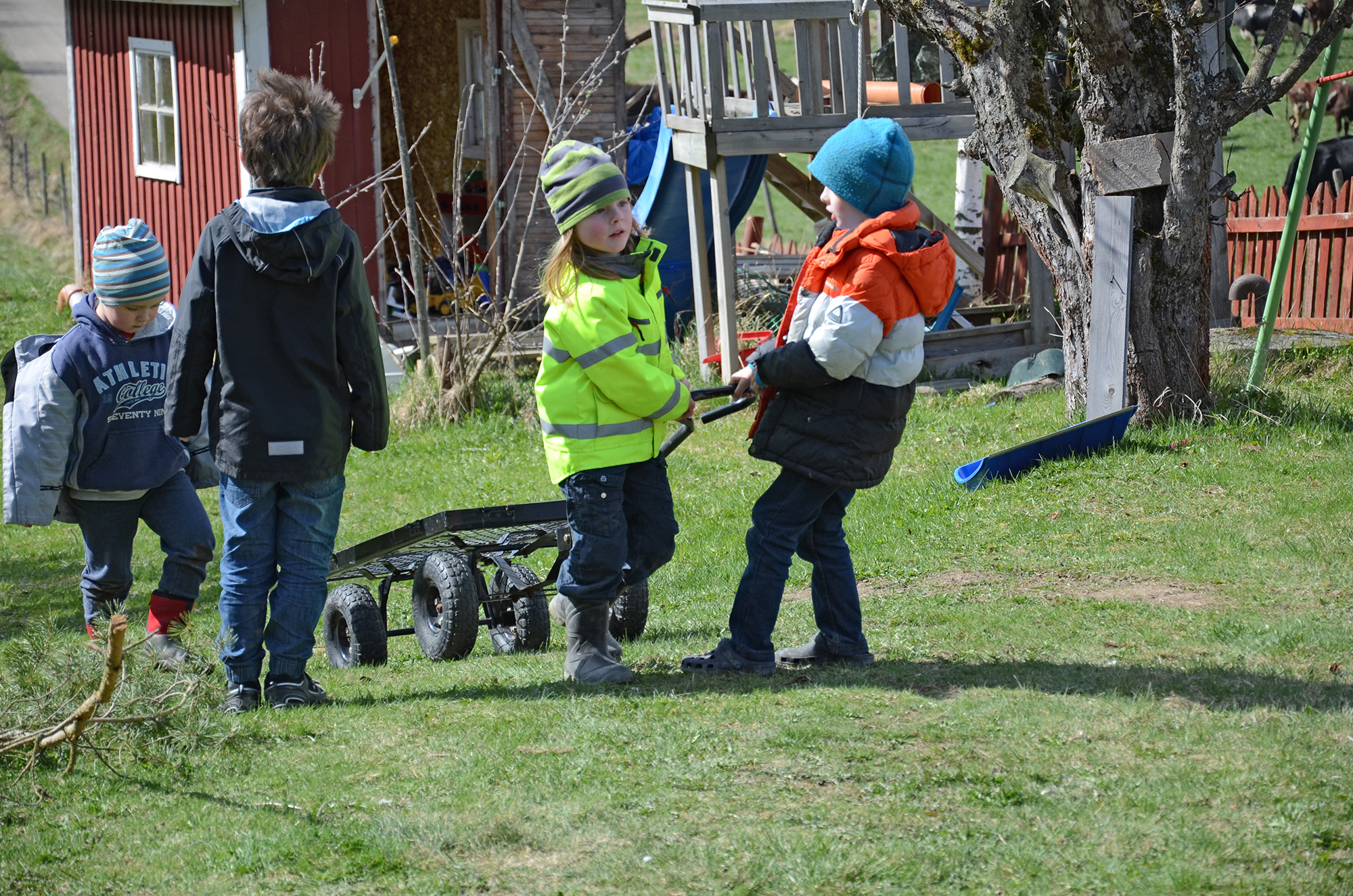 Röste.nu – Röstebilder – 140 kor mötte friheten i Holmo 2014
