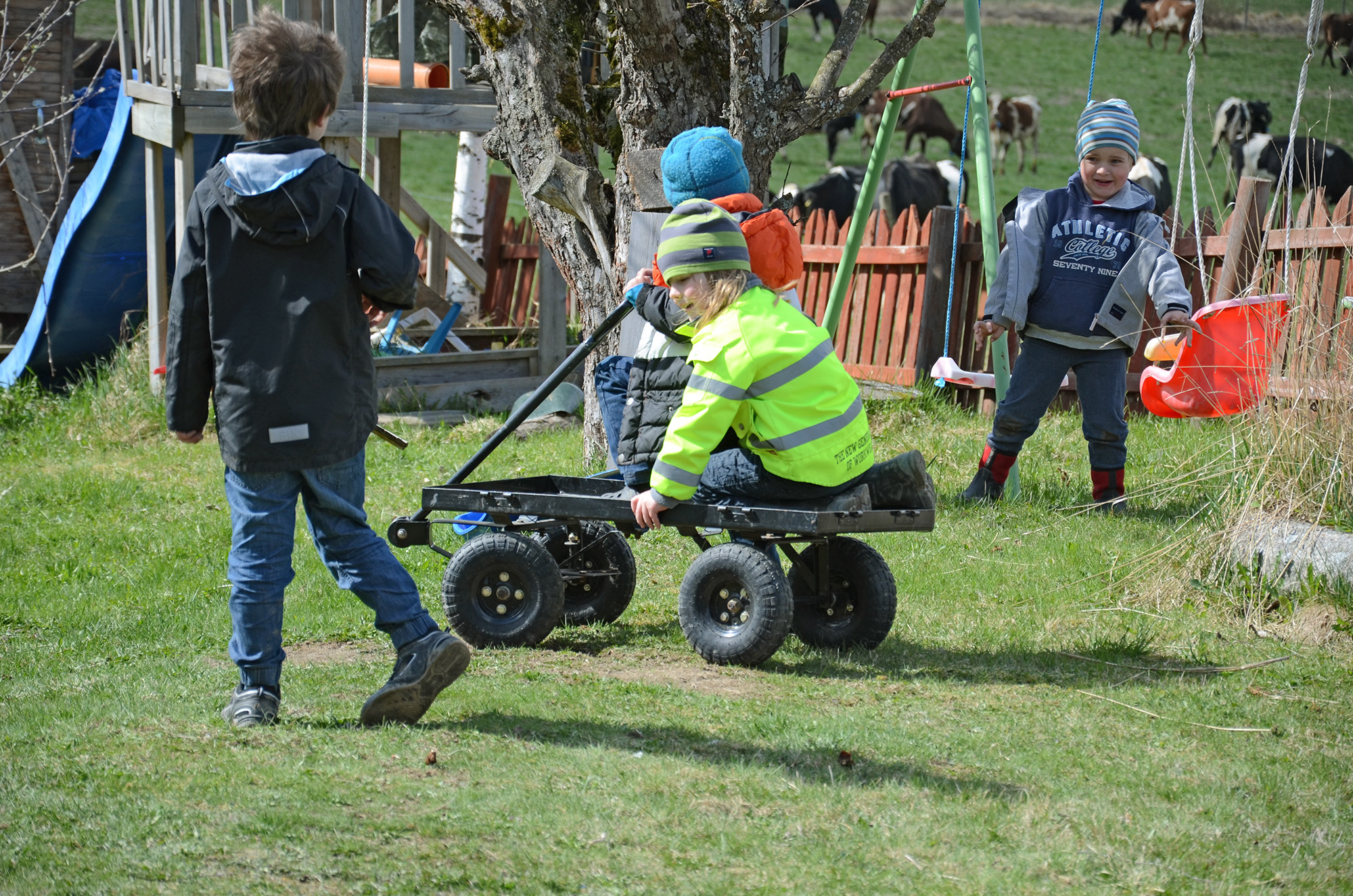 Röste.nu – Röstebilder – 140 kor mötte friheten i Holmo 2014