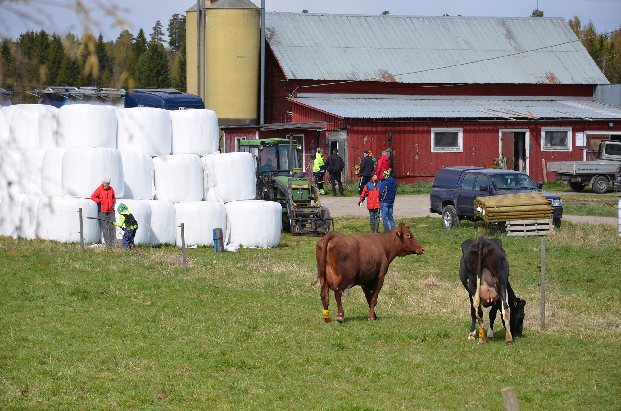 Röste.nu – Röstebilder – 140 kor mötte friheten i Holmo 2014