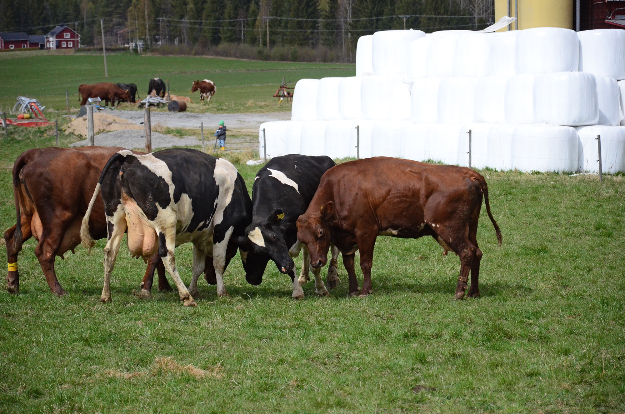 Röste.nu – Röstebilder – 140 kor mötte friheten i Holmo 2014