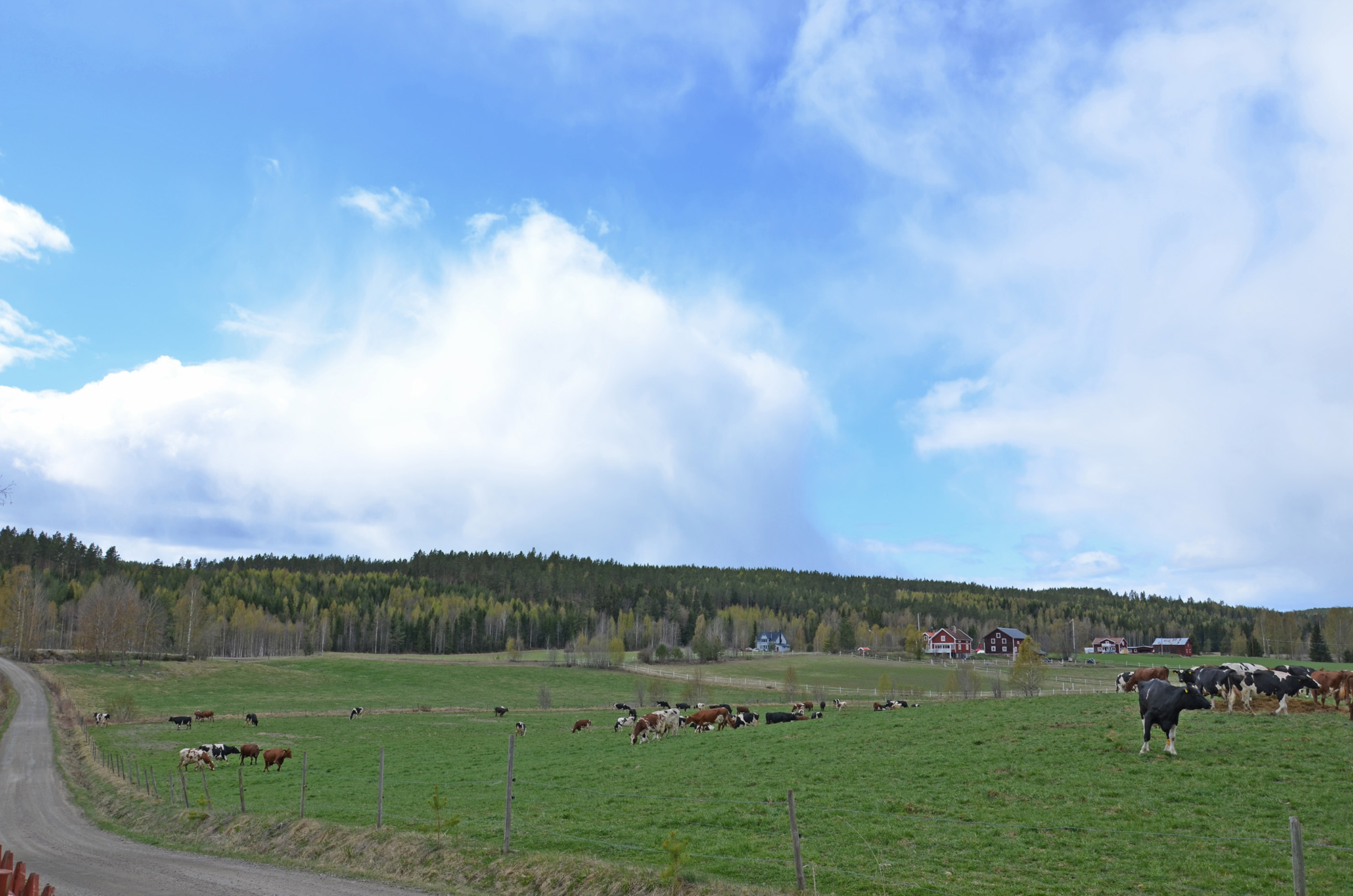 Röste.nu – Röstebilder – 140 kor mötte friheten i Holmo 2014