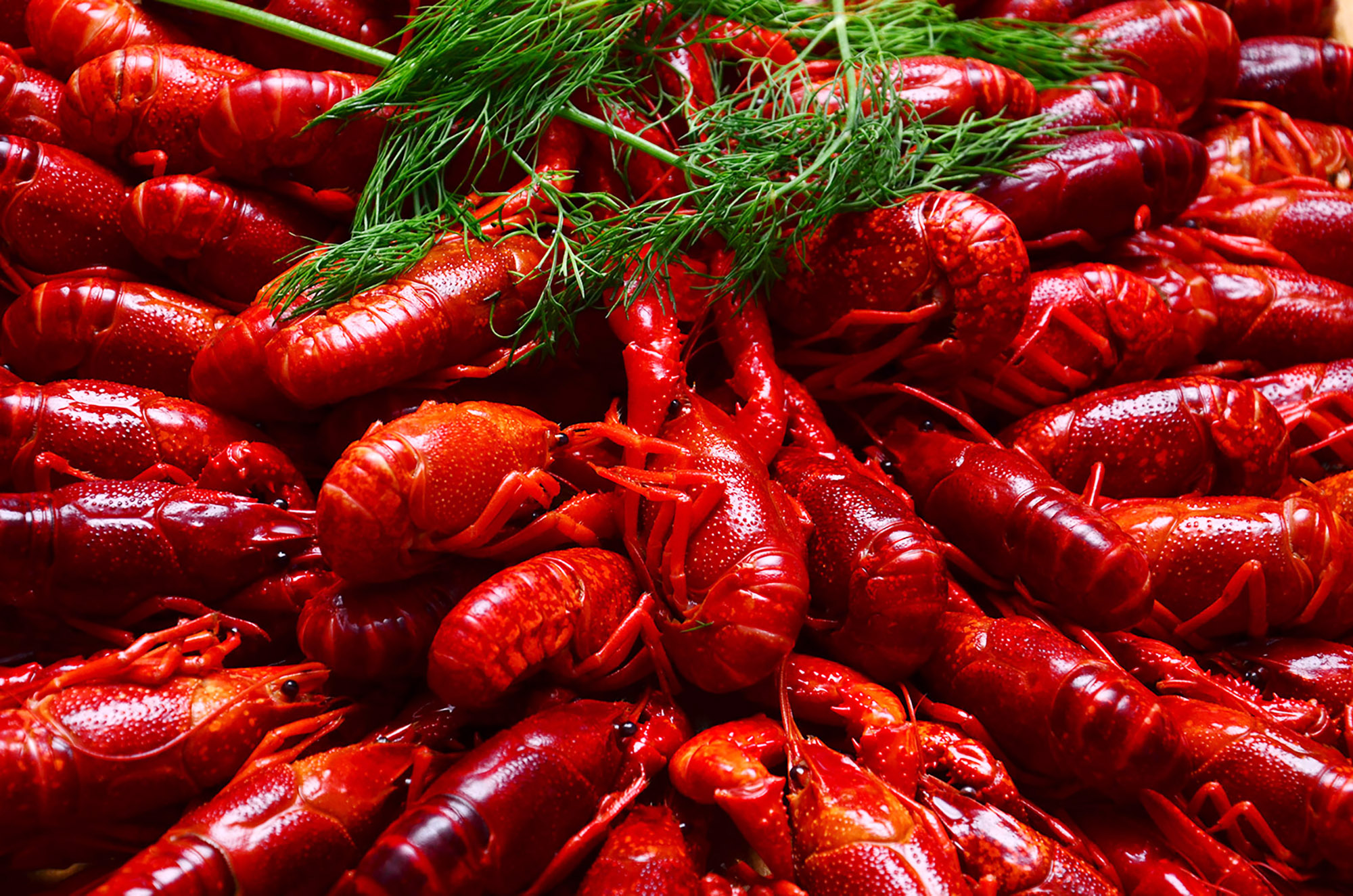 Röste.nu – Röstebilder – Kräft- och surströmmingsfest i Dönjegården 2015