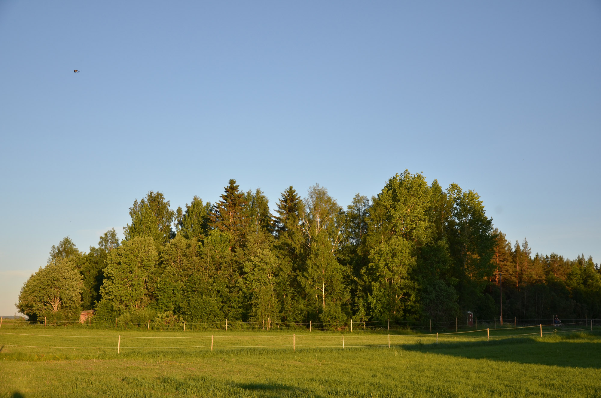 Röste.nu – Röstebilder – Logdans i Farmorsladan 2018