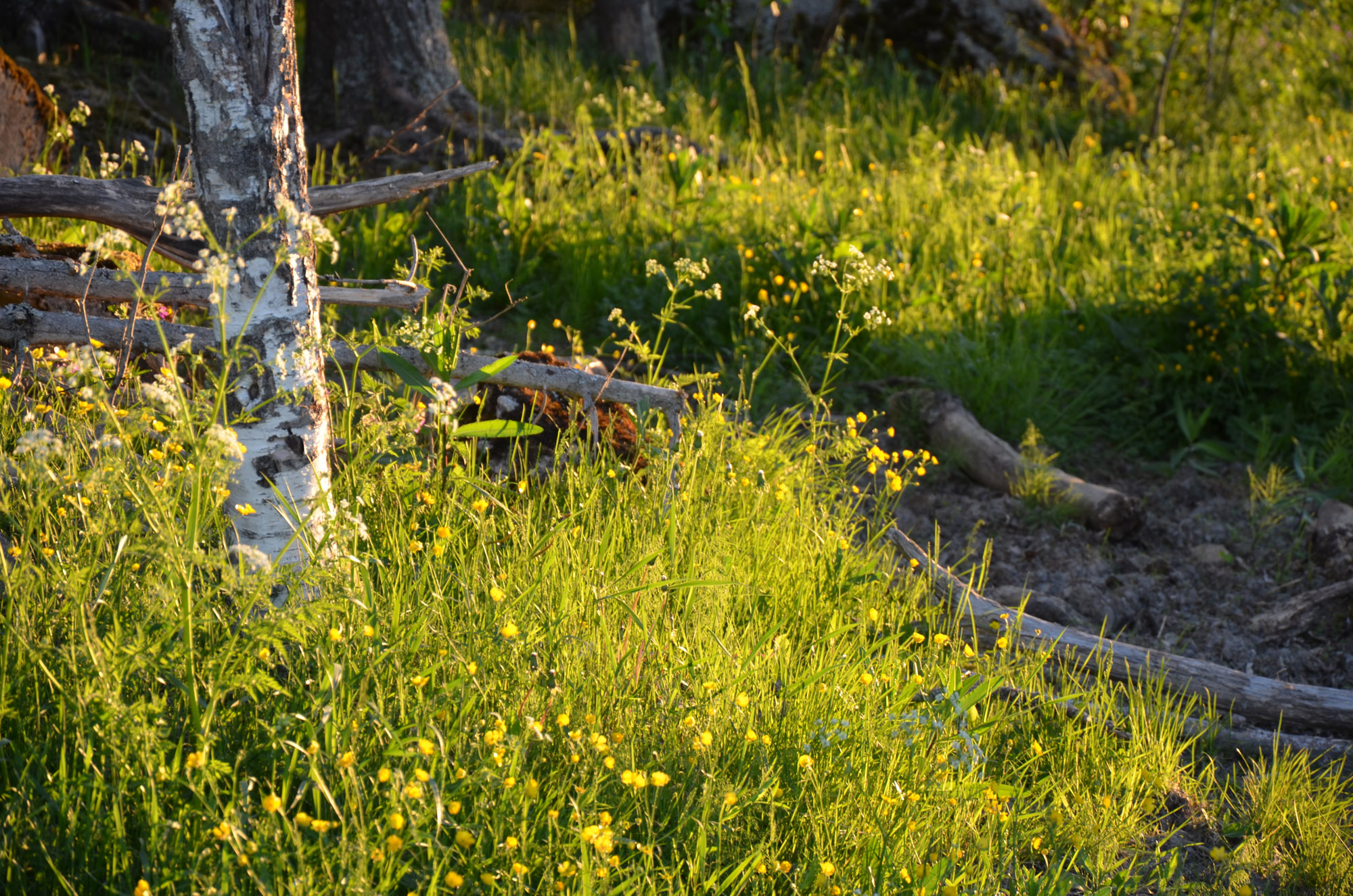 Röste.nu – Röstebilder – Logdans i Farmorsladan 2018