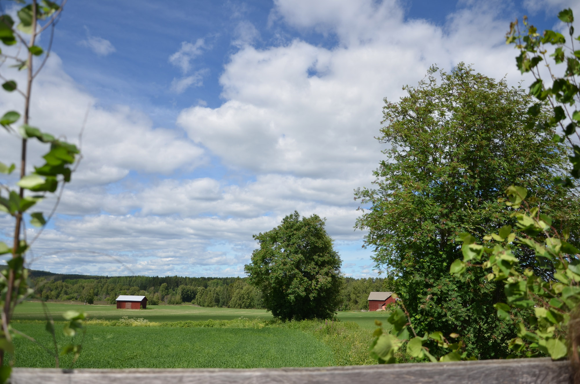 Röste.nu – Röstebilder – Midsommarfirande vid Dönjegården 2024