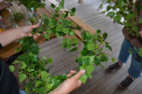 Röste.nu – Röstebilder – Midsommarfirande vid Dönjegården 2025