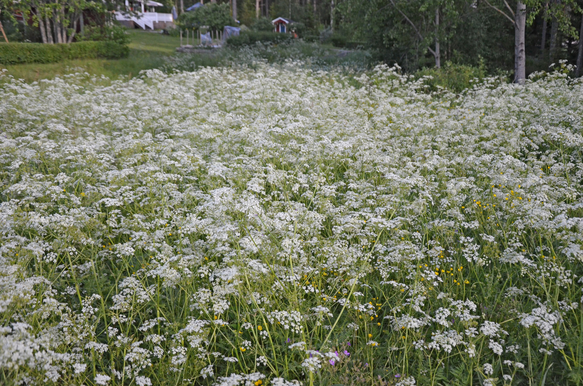 Röste.nu – Röstebilder – Inför midsommarfirandet vid Dönjegården 2025
