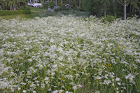Röste.nu – Röstebilder – Midsommarfirande vid Dönjegården 2025