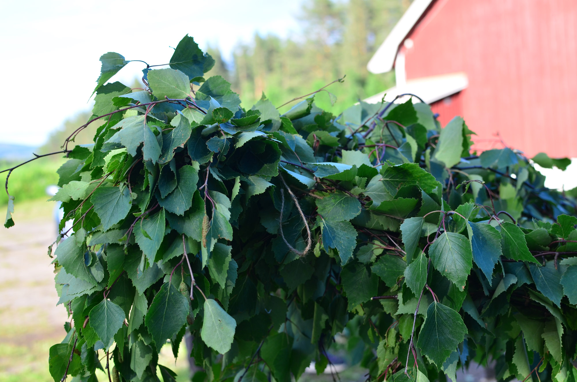 Röste.nu – Röstebilder – Inför midsommarfirandet vid Dönjegården 2026
