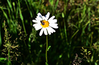 Röste.nu – Röstebilder – Midsommarfirande vid Dönjegården 2026