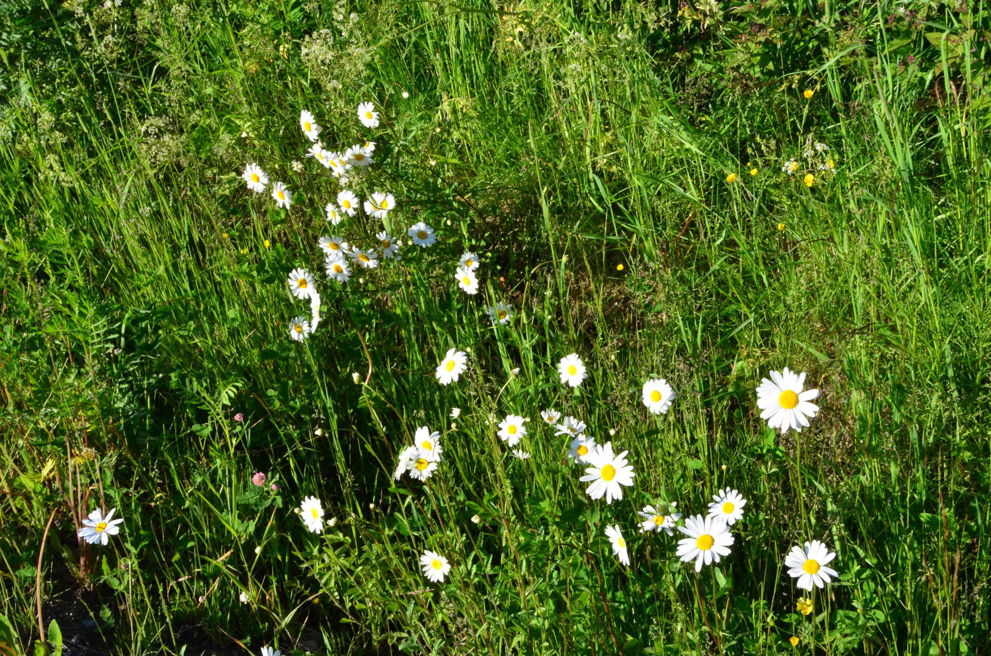 Röste.nu – Röstebilder – Inför midsommarfirandet vid Dönjegården 2026