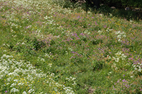 Röste.nu – Röstebilder – Midsommarfirande i Röste 2008