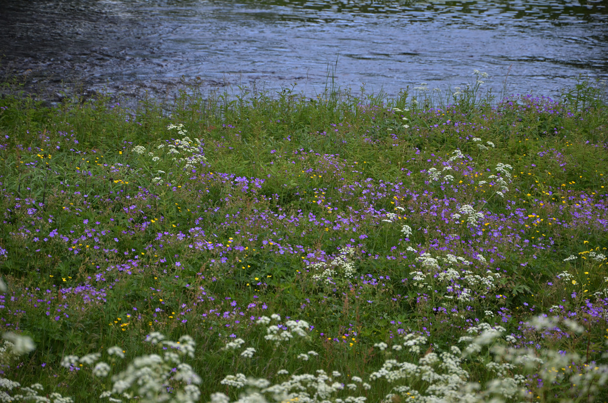 Röste.nu – Röstebilder – Midsommarfirande vid Dönjegården 2017