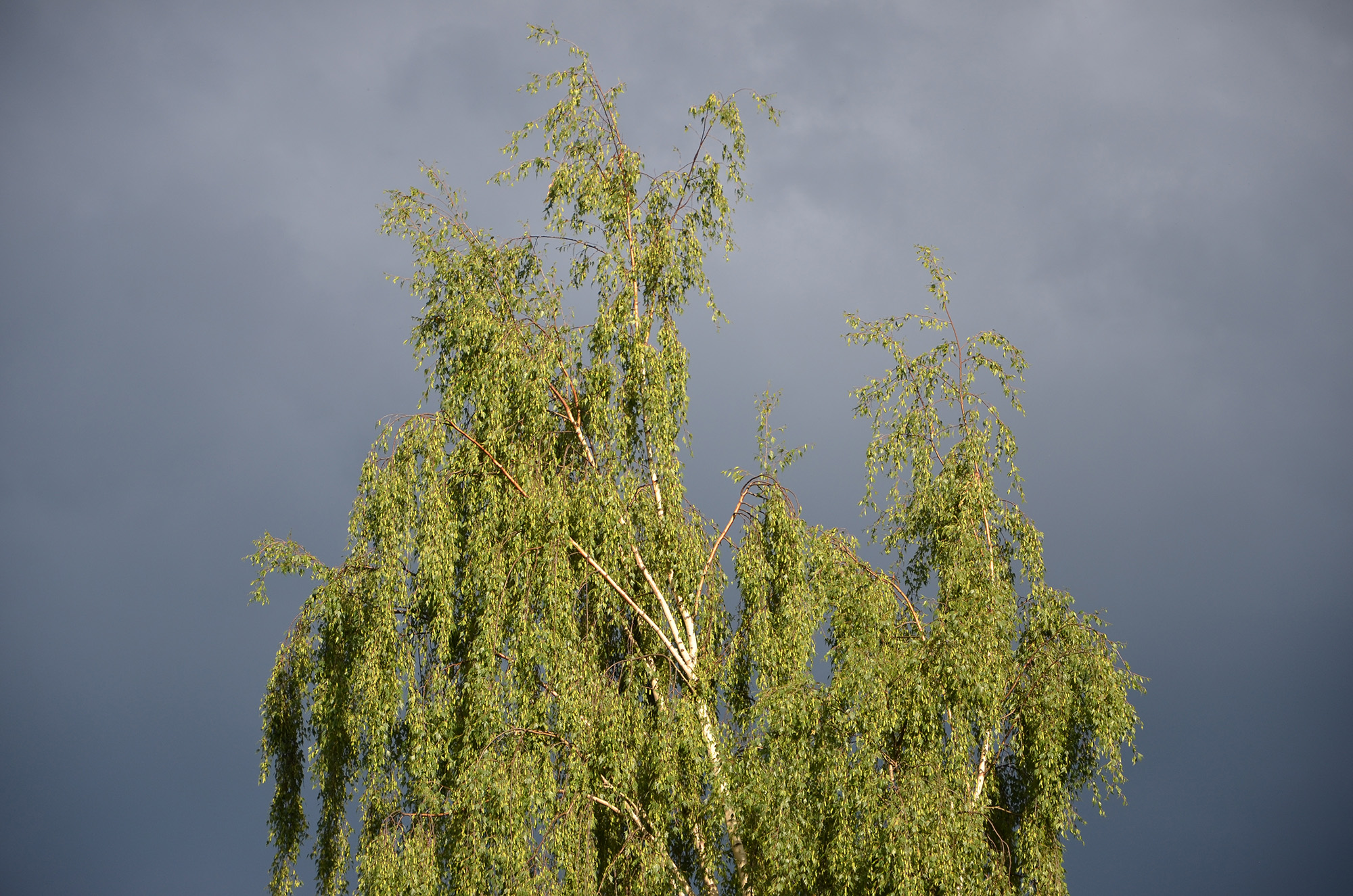 Röste.nu – Röstebilder – Midsommarfirande vid Dönjegården 2023