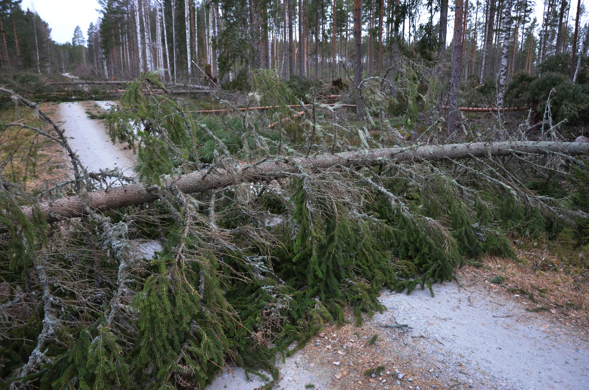 Röste.nu – Röstebilder – Så drabbades Röste av stormen Johannes 2025