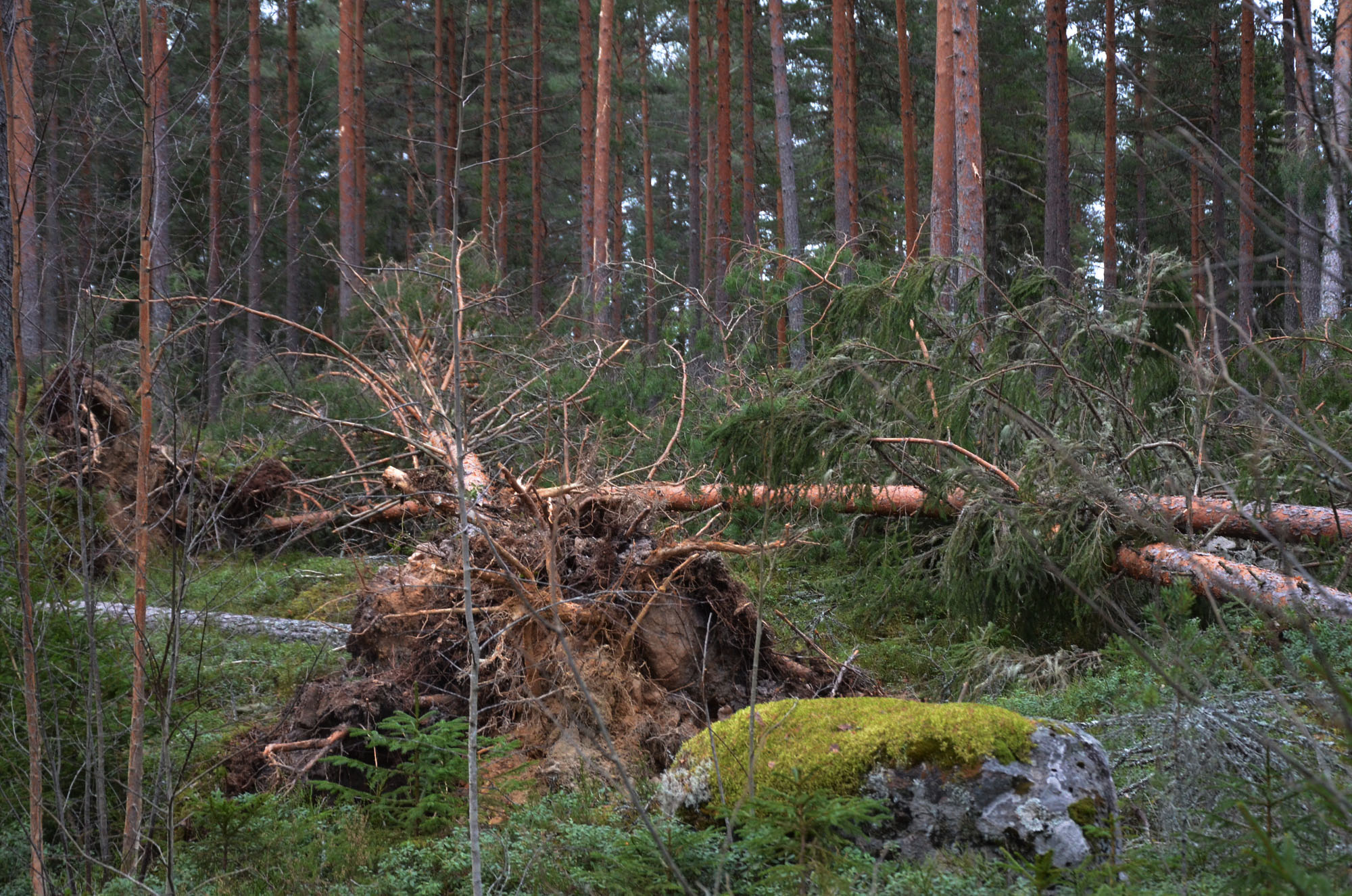Röste.nu – Röstebilder – Så drabbades Röste av stormen Johannes 2025