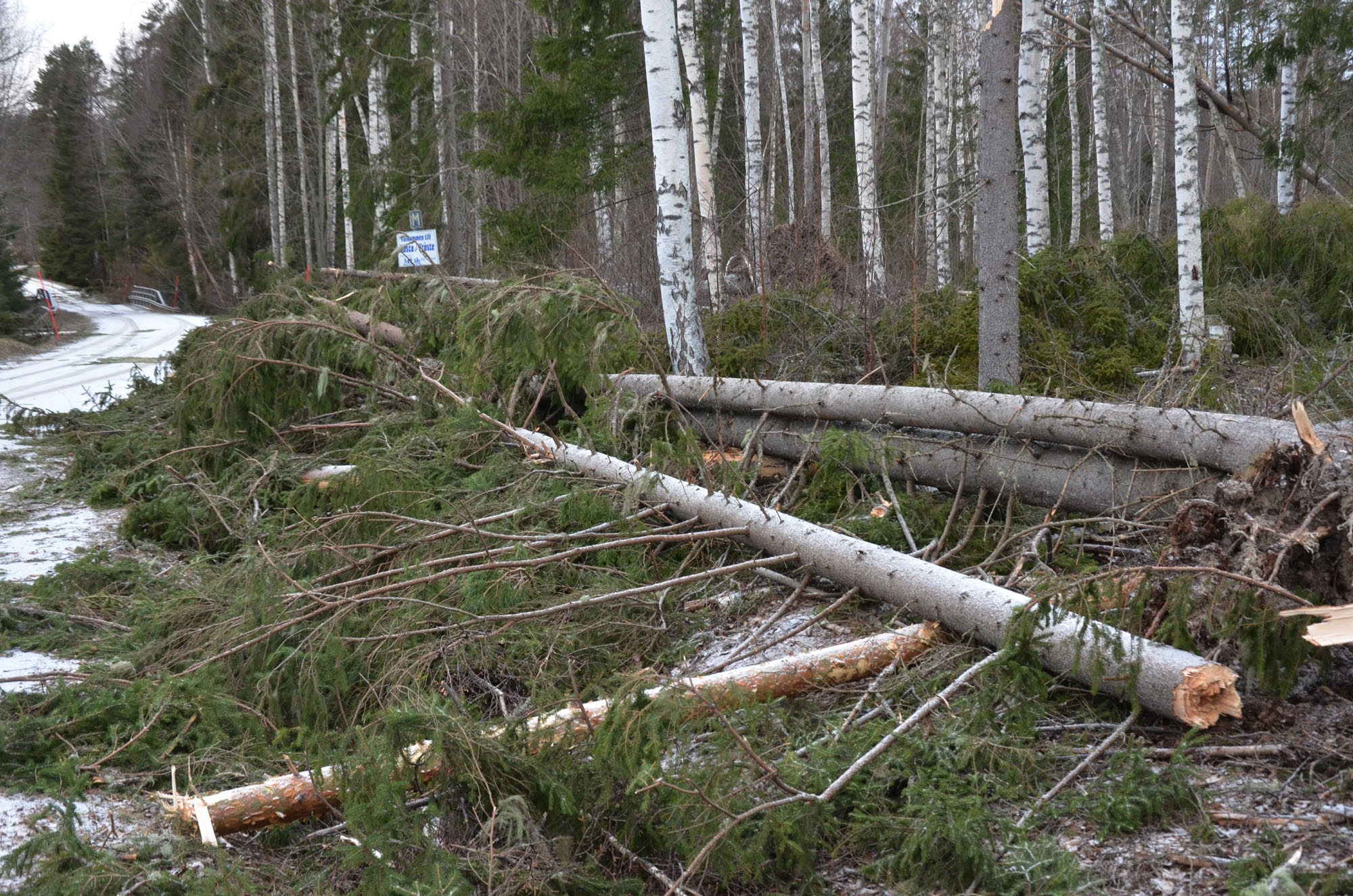 Röste.nu – Röstebilder – Så drabbades Röste av stormen Johannes 2025