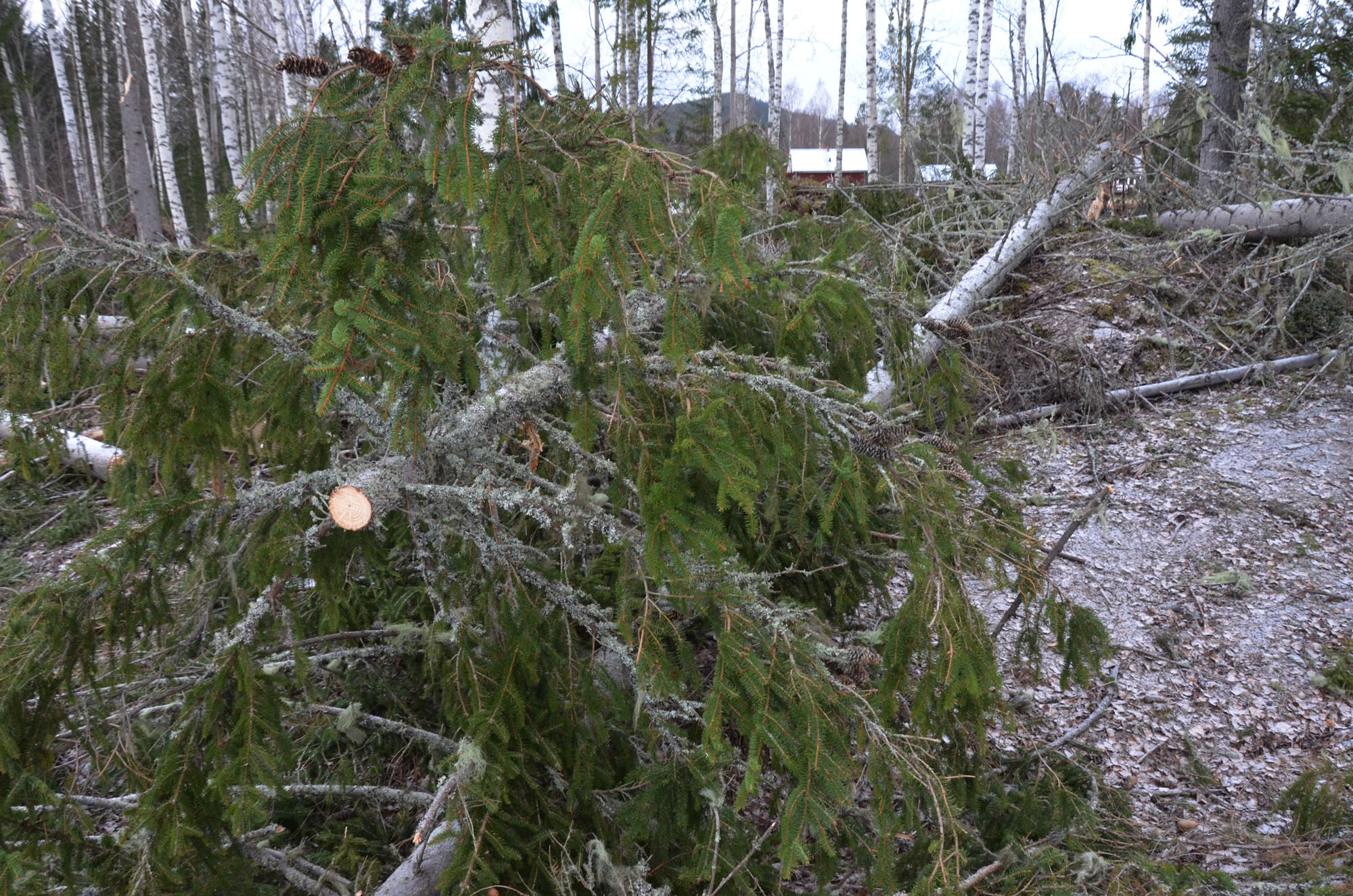 Röste.nu – Röstebilder – Så drabbades Röste av stormen Johannes 2025