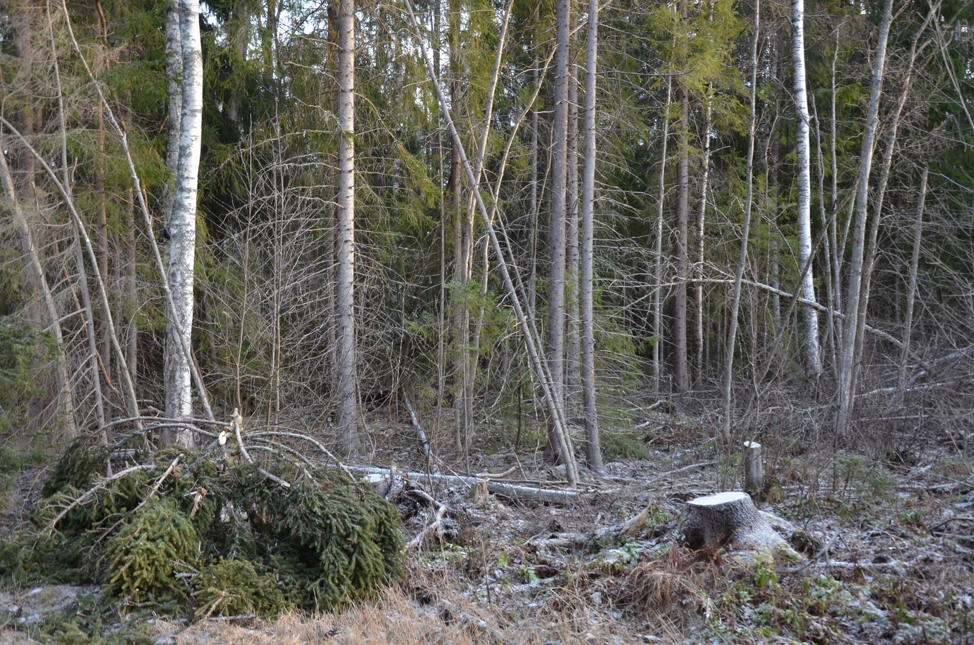 Röste.nu – Röstebilder – Så drabbades Röste av stormen Johannes 2025