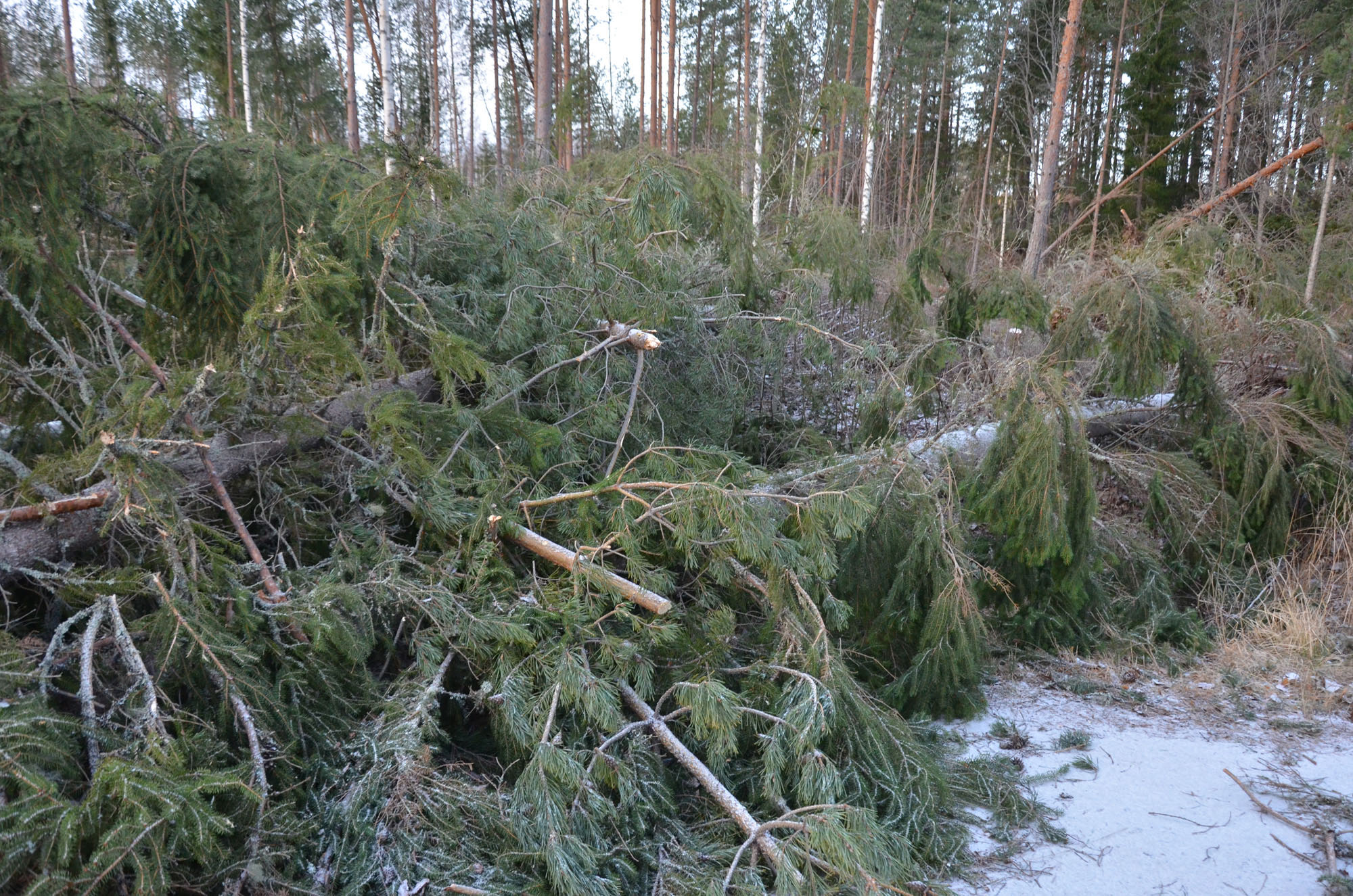 Röste.nu – Röstebilder – Så drabbades Röste av stormen Johannes 2025