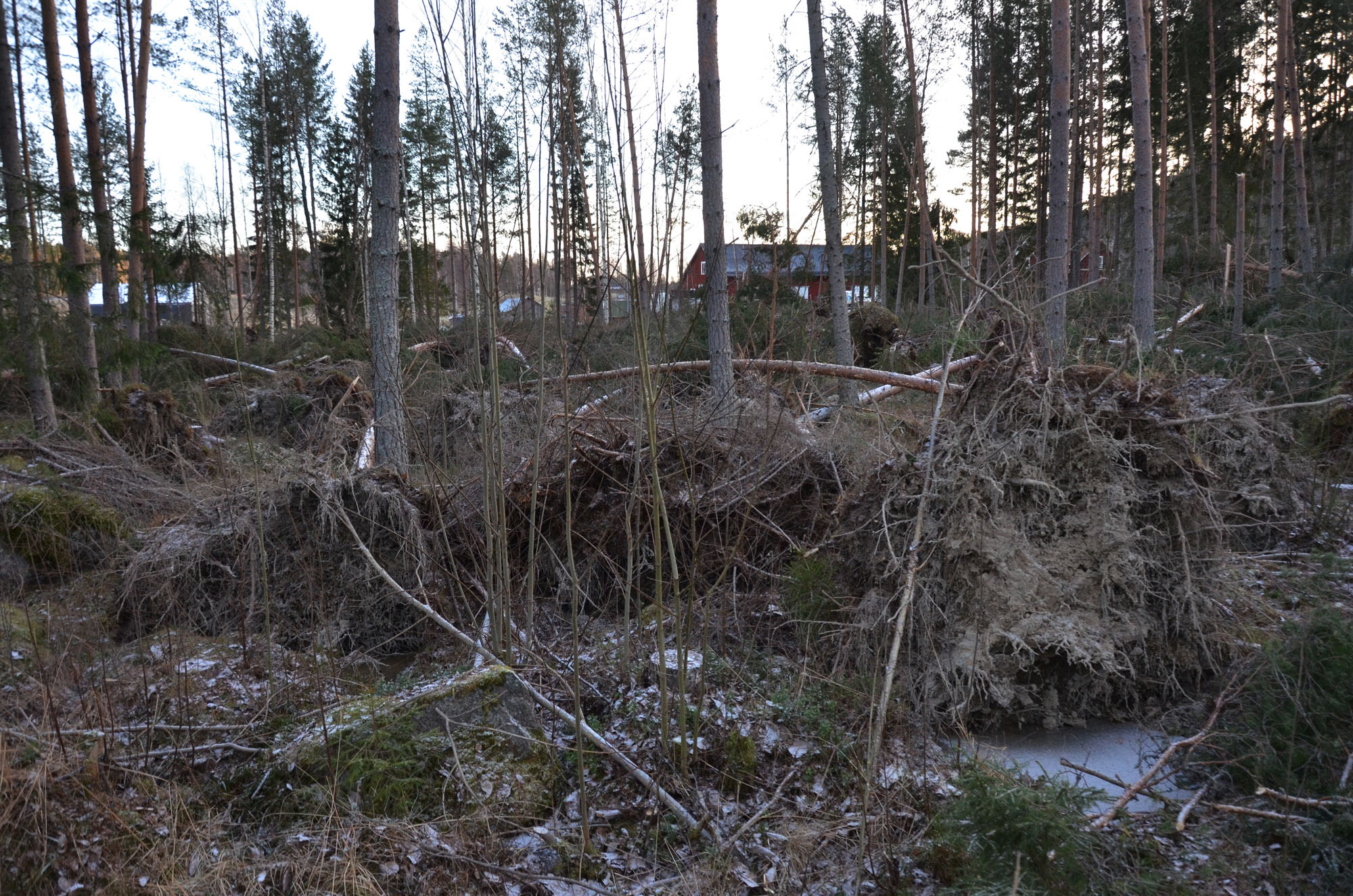 Röste.nu – Röstebilder – Så drabbades Röste av stormen Johannes 2025
