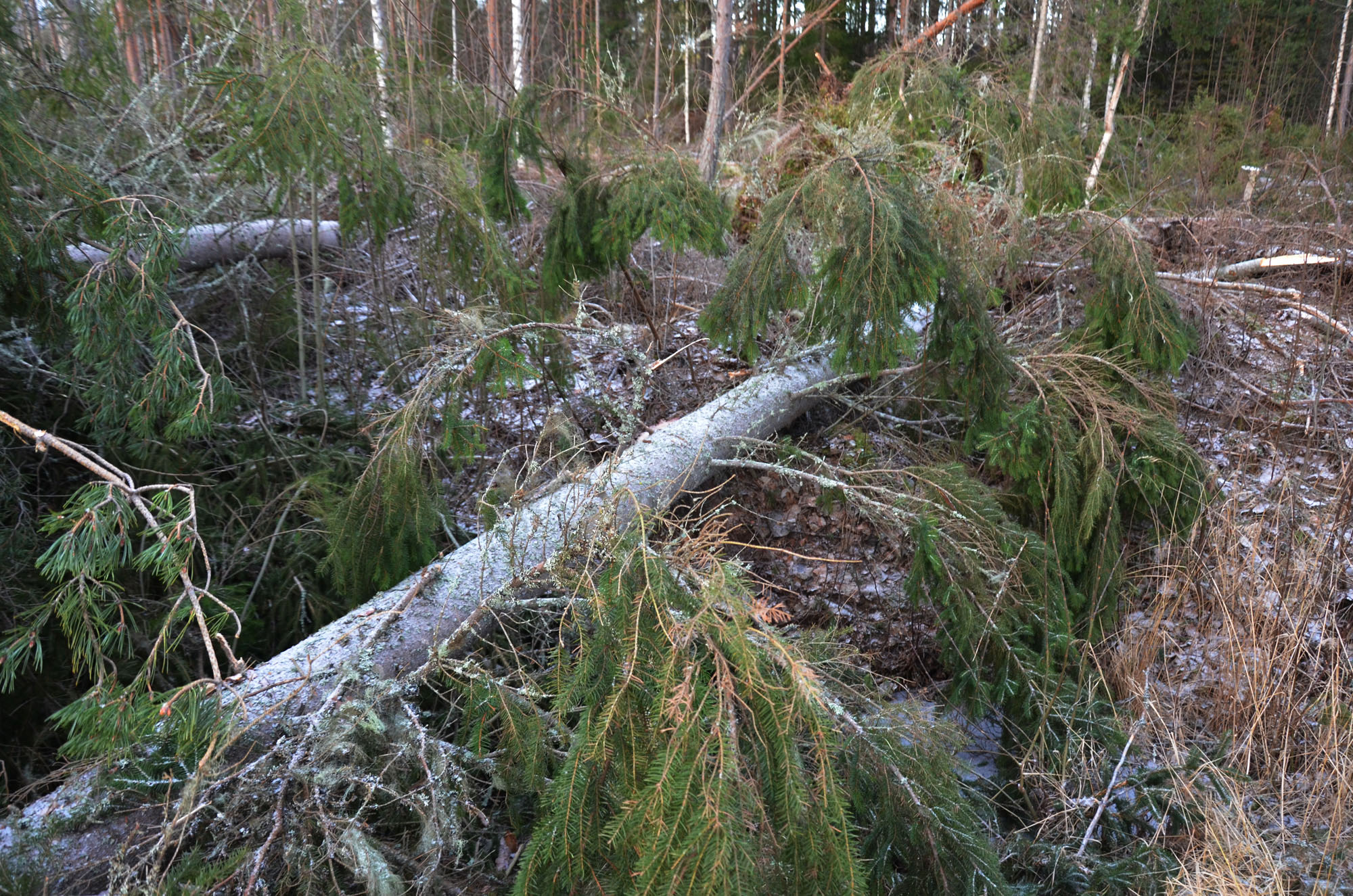 Röste.nu – Röstebilder – Så drabbades Röste av stormen Johannes 2025