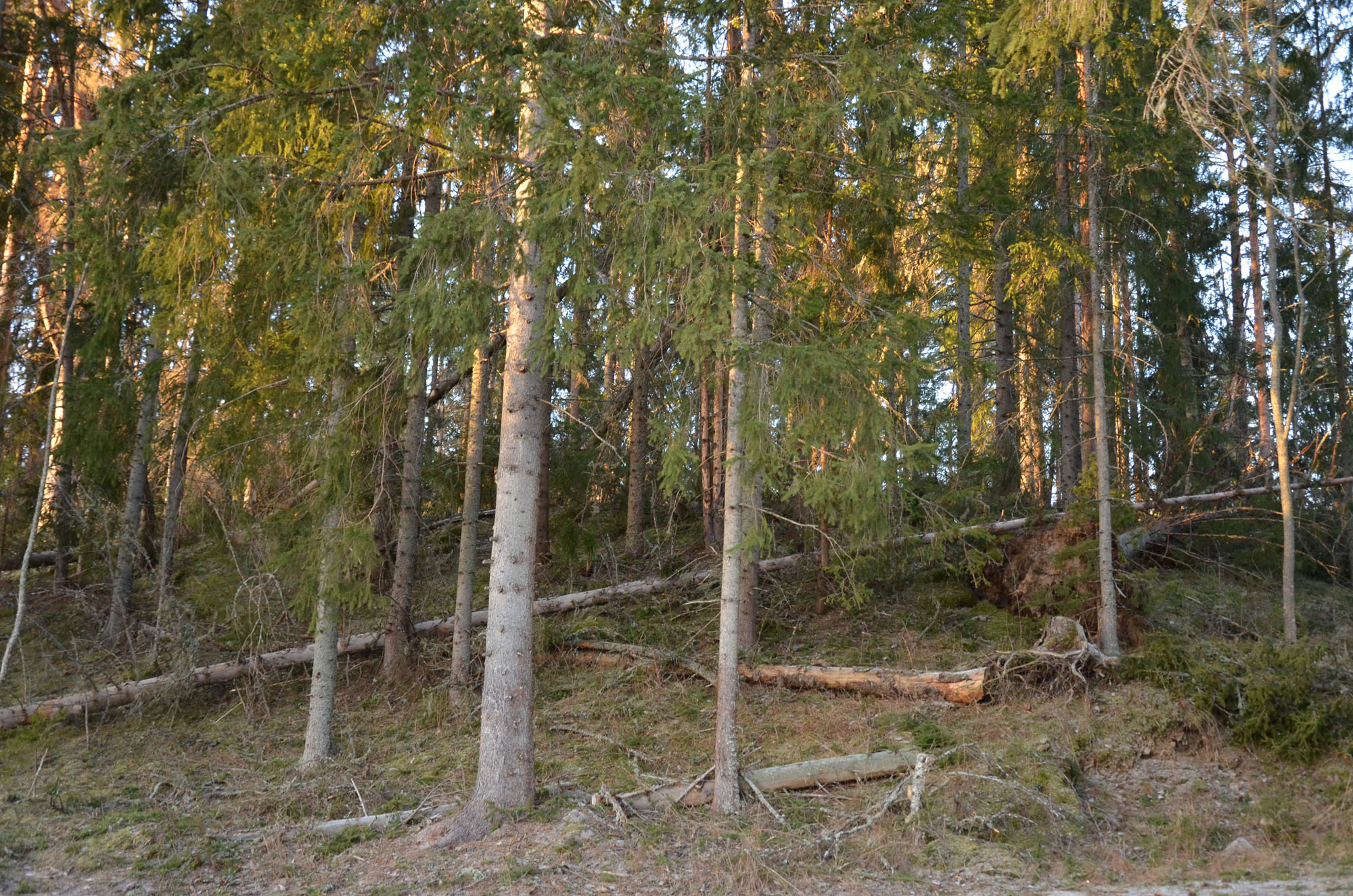 Röste.nu – Röstebilder – Så drabbades Röste av stormen Johannes 2025