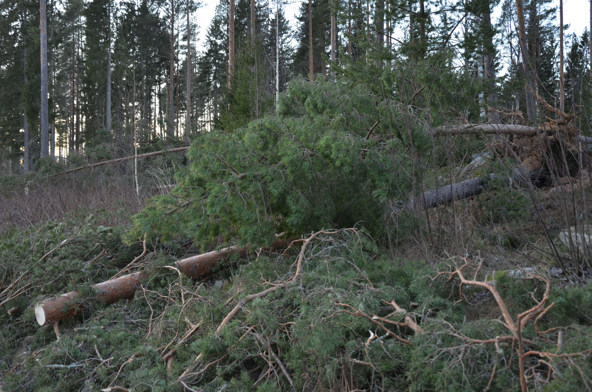 Röste.nu – Röstebilder – Så drabbades Röste av stormen Johannes 2025