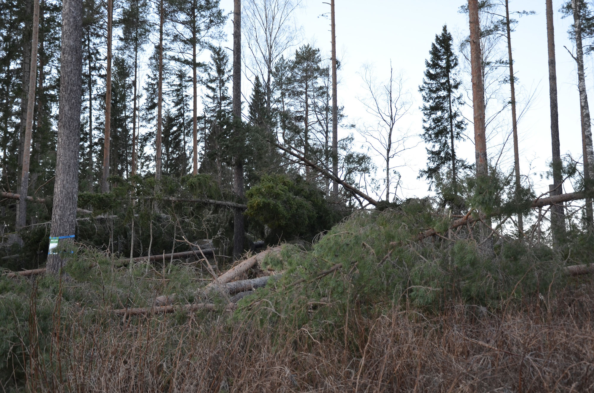 Röste.nu – Röstebilder – Så drabbades Röste av stormen Johannes 2025
