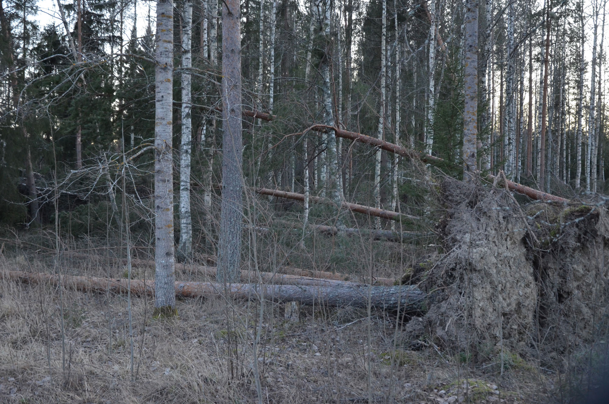 Röste.nu – Röstebilder – Så drabbades Röste av stormen Johannes 2025