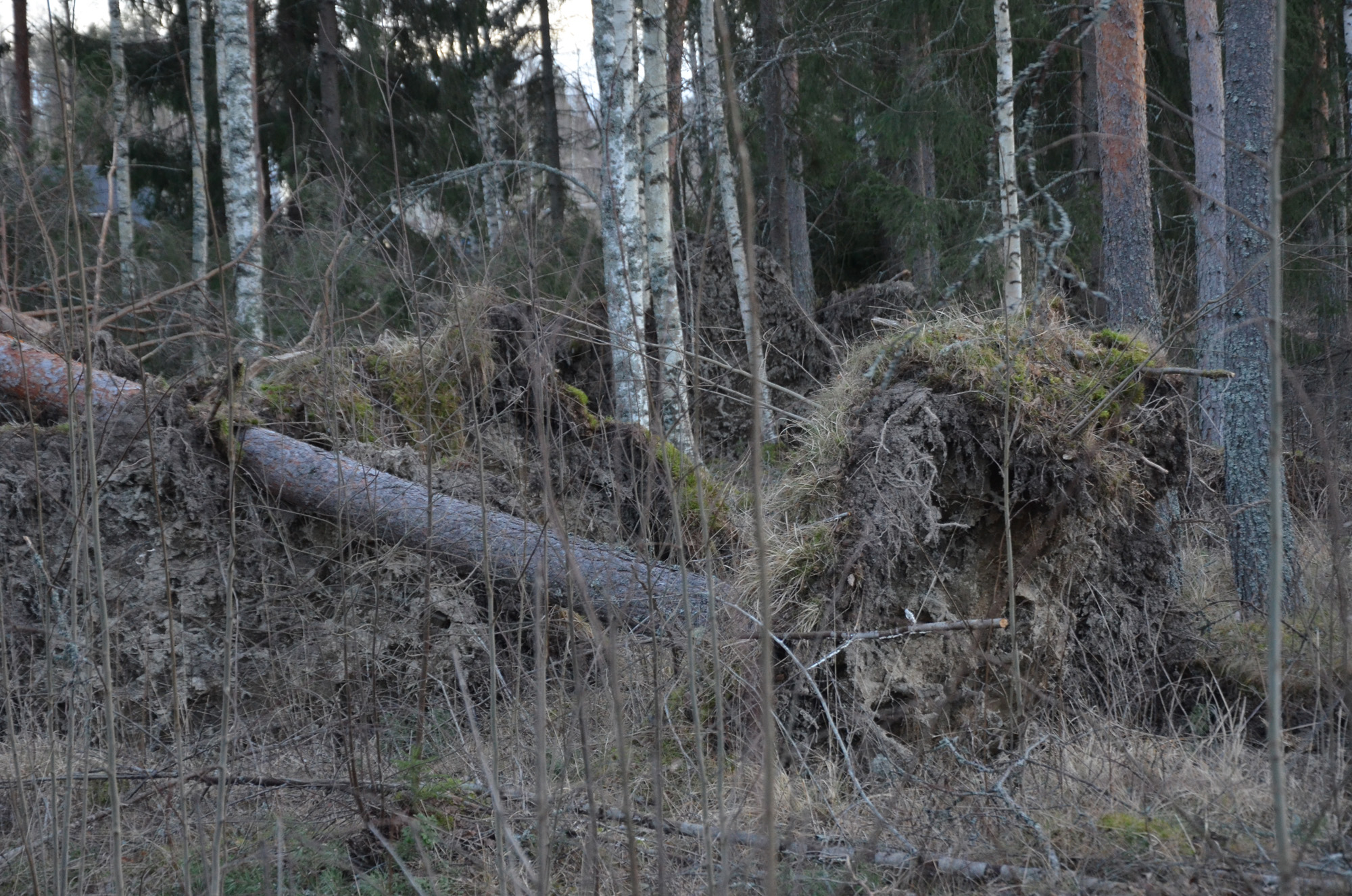 Röste.nu – Röstebilder – Så drabbades Röste av stormen Johannes 2025