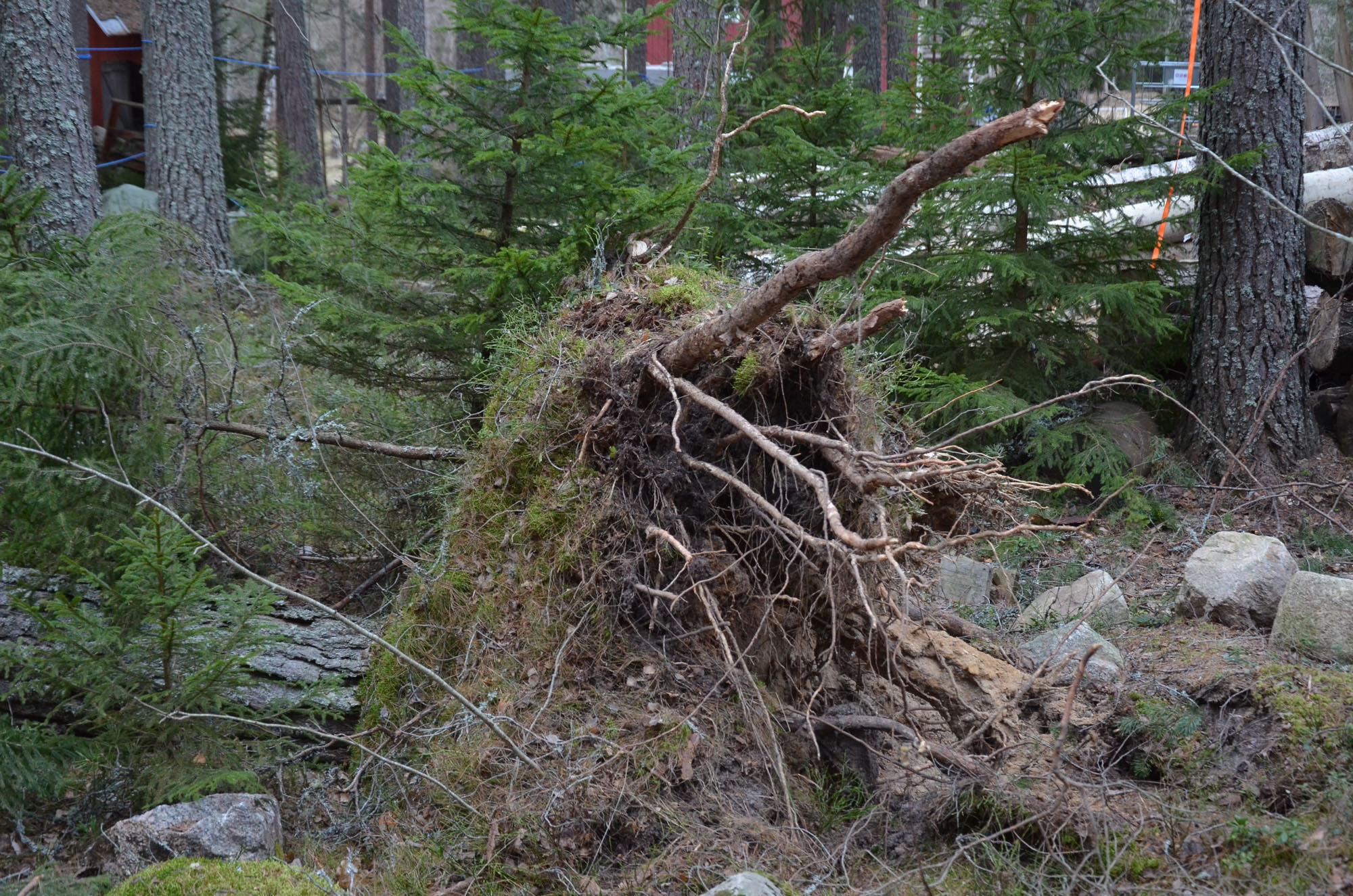 Röste.nu – Röstebilder – Så drabbades Röste av stormen Johannes 2025