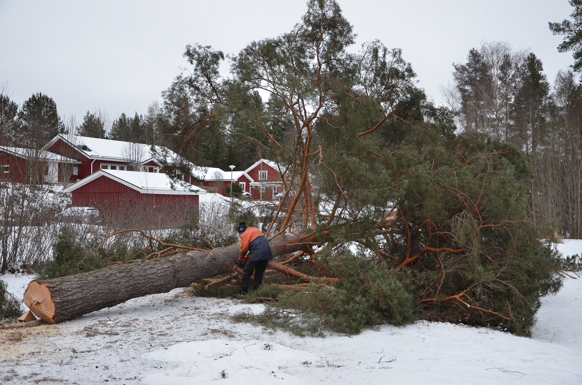 Röste.nu – Tallen vid Dönjegården fälldes efter stormskada 2022