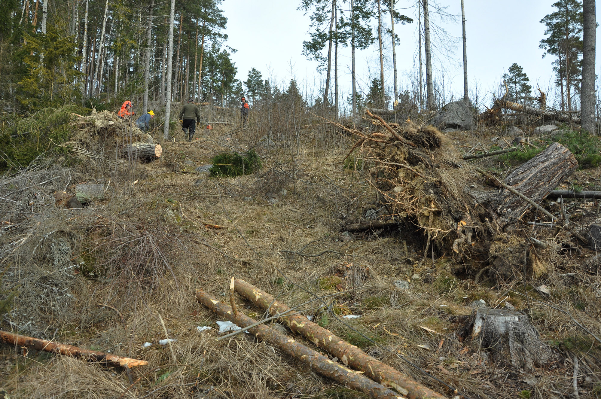 Röste.nu – Röstebilder 2012 – Uppröjning på Kalvberget efter stormen Dagmar 2011