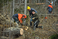 Röste.nu – Röstebilder – Uppröjning på Kalvberget 2012 efter stormen Dagmar 2011