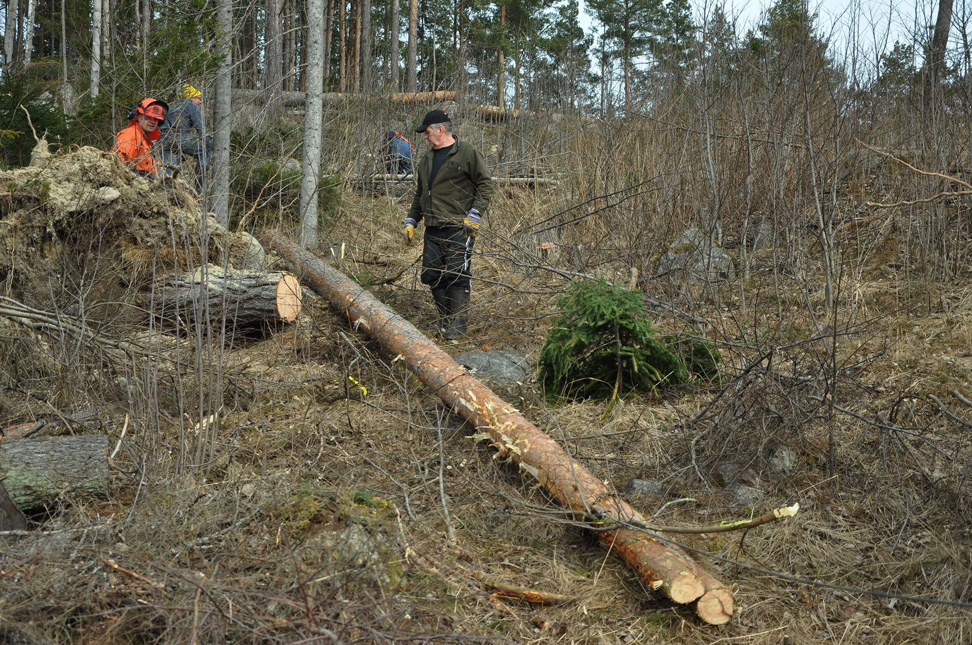 Röste.nu – Röstebilder 2012 – Uppröjning på Kalvberget efter stormen Dagmar 2011