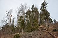 Röste.nu – Röstebilder – Uppröjning på Kalvberget 2012 efter stormen Dagmar 2011