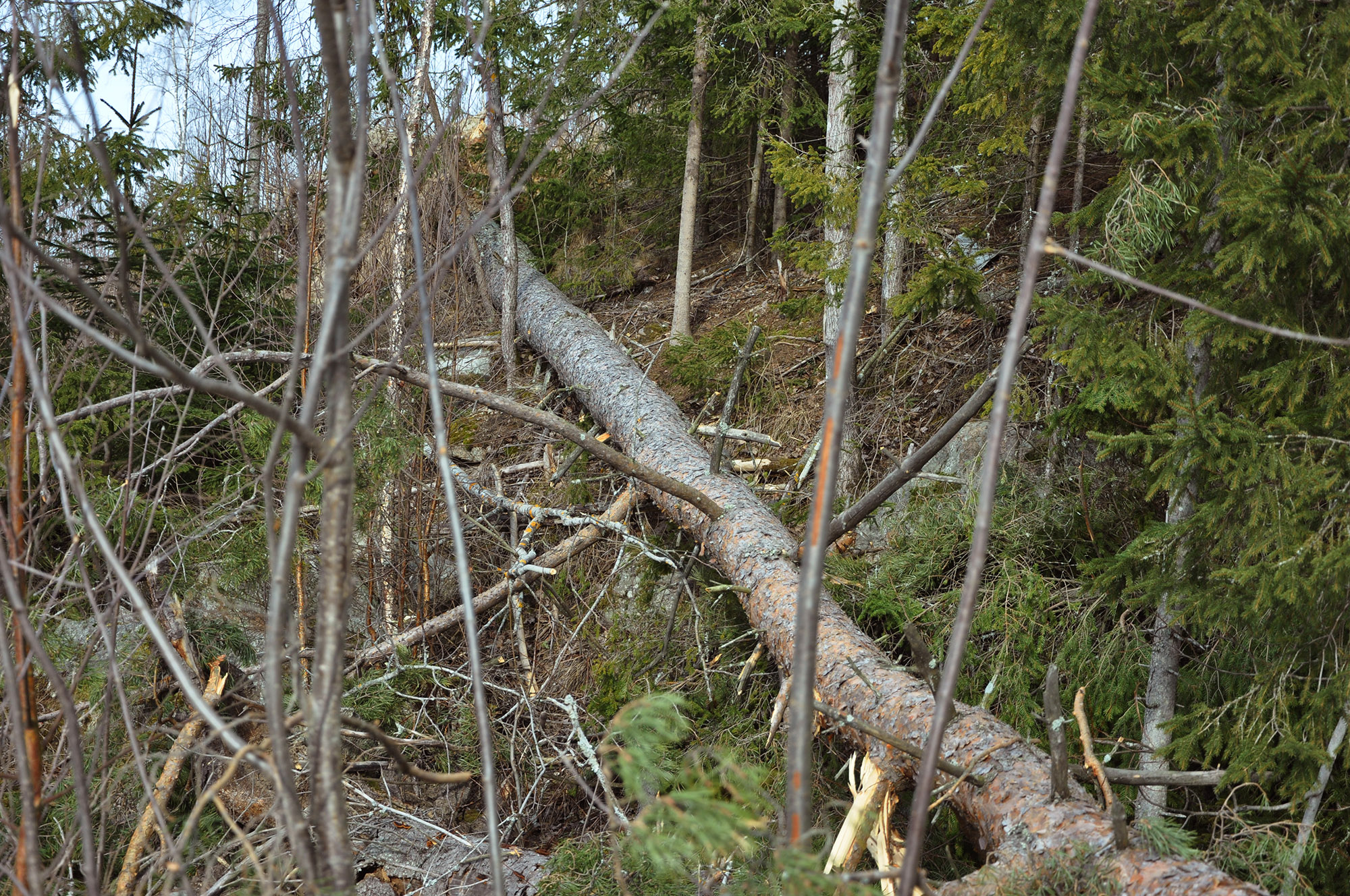 Röste.nu – Röstebilder 2012 – Uppröjning på Kalvberget efter stormen Dagmar 2011