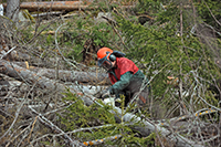 Röste.nu – Röstebilder – Uppröjning på Kalvberget 2012 efter stormen Dagmar 2011