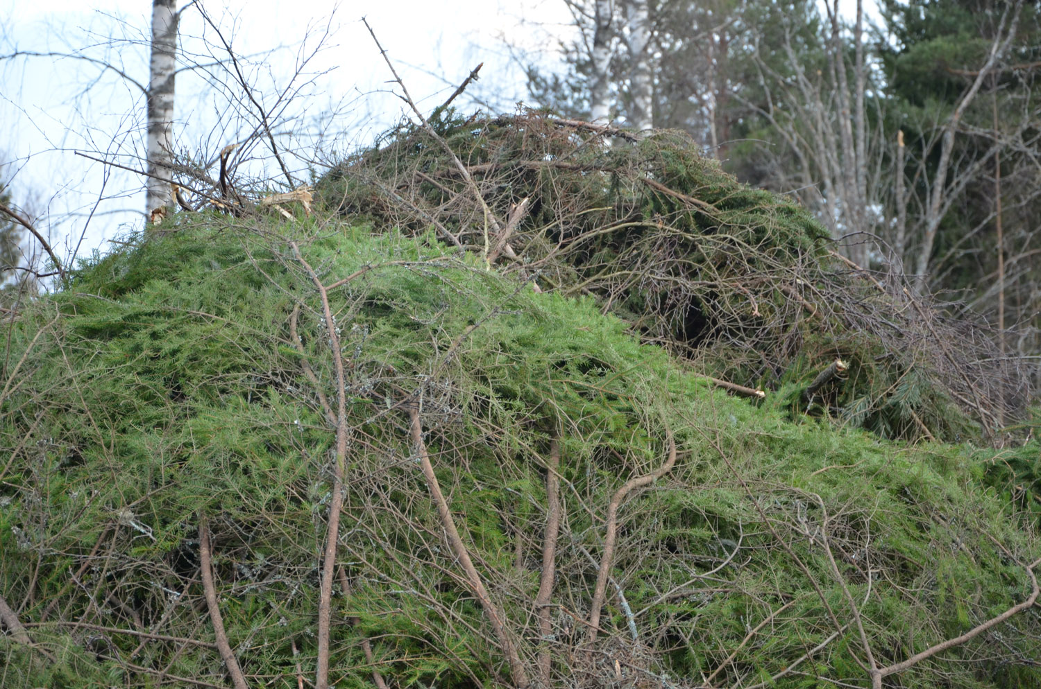 Röste.nu – Röstebilder – Valborgsfirande vid Dönjegården 2017