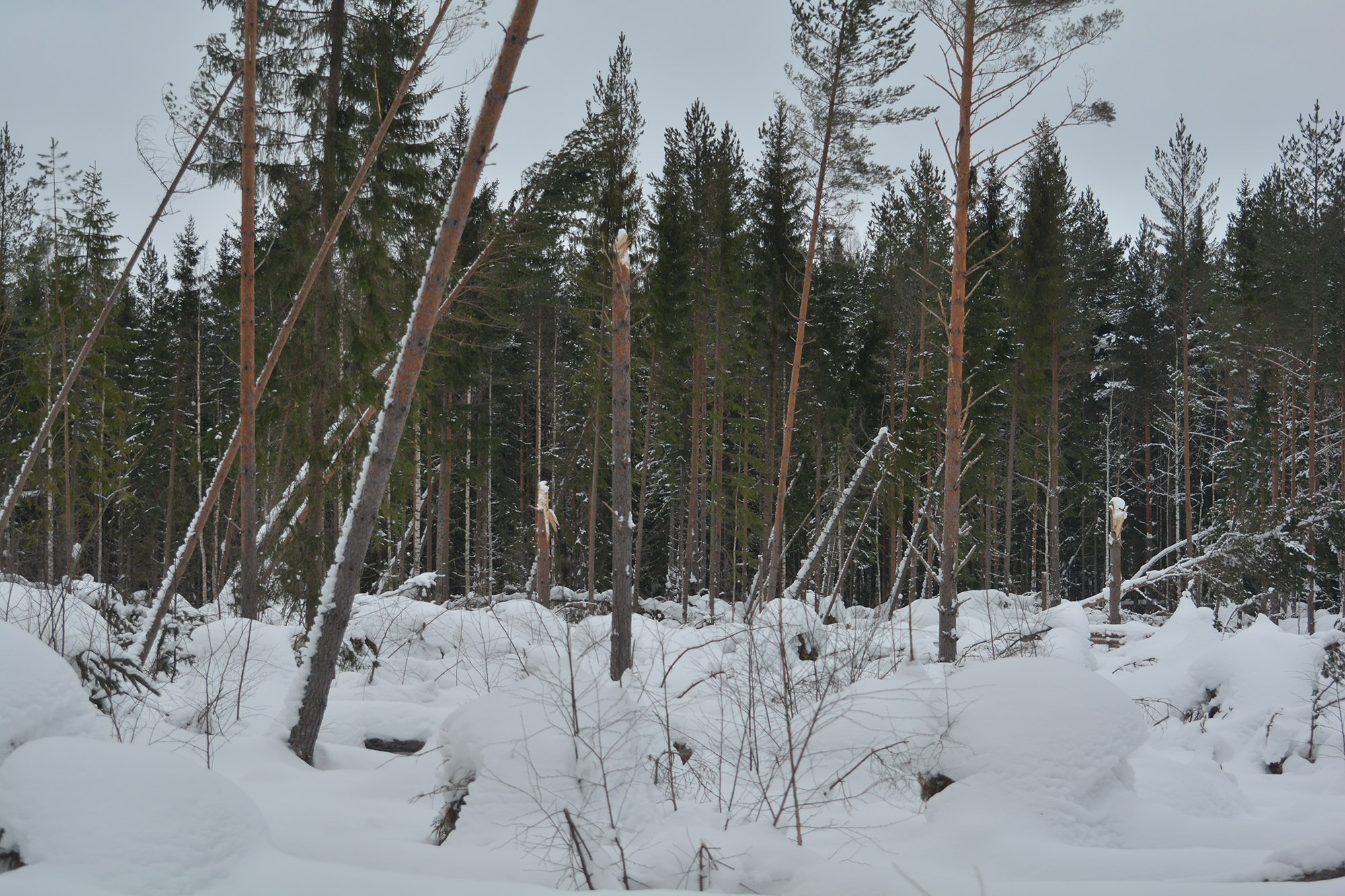 Röste.nu – Stormskadad skog i Nyfors 2026